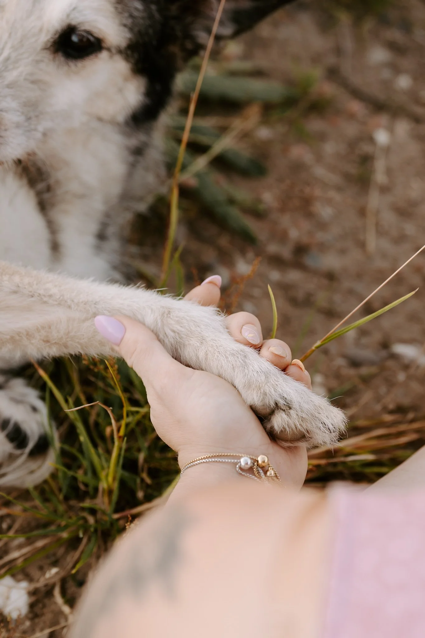 Hundefotografie Köln - Seniorhunde (19 von 35).jpg