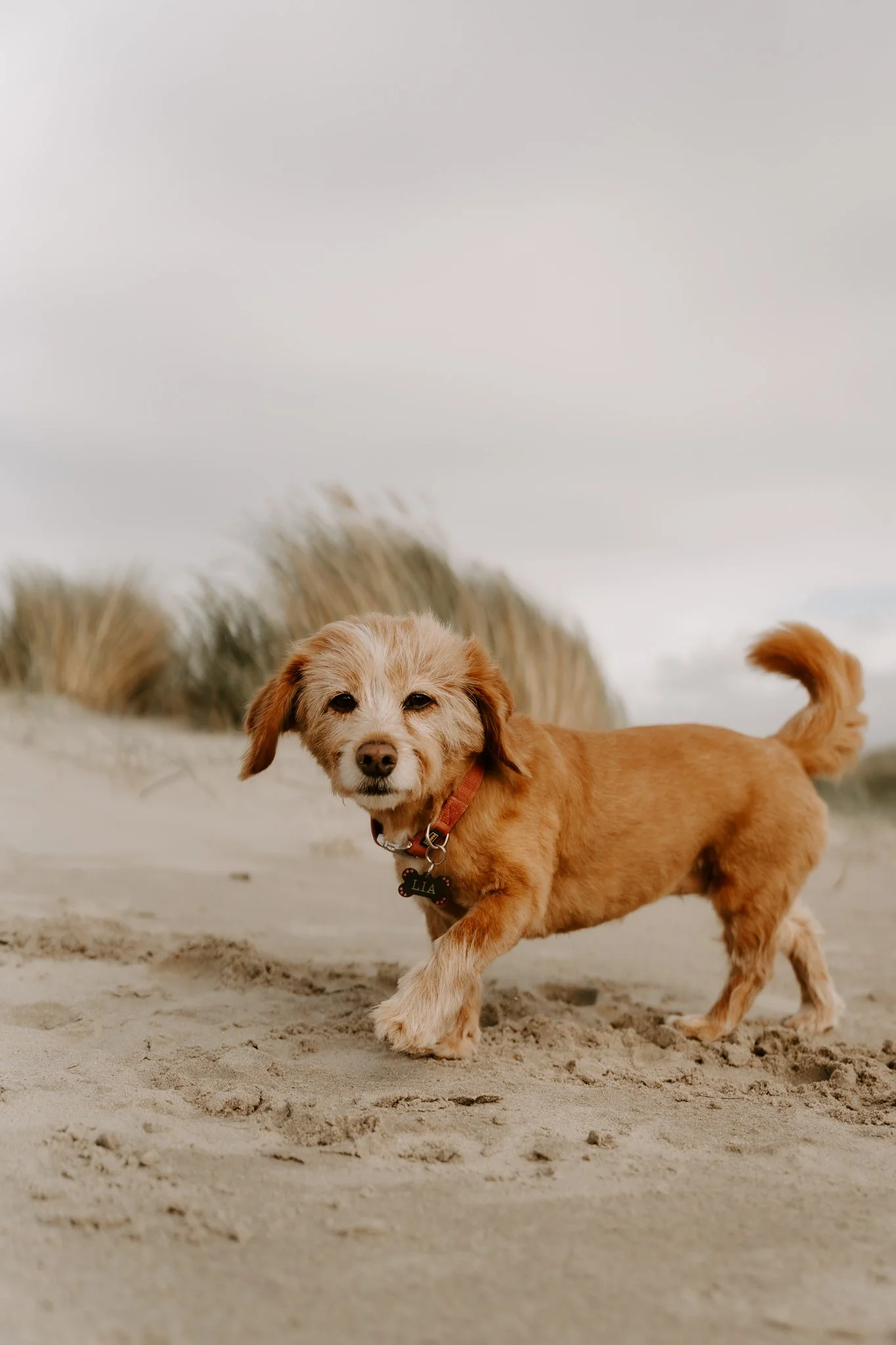 Hundefotos Holland (9 von 155).jpg