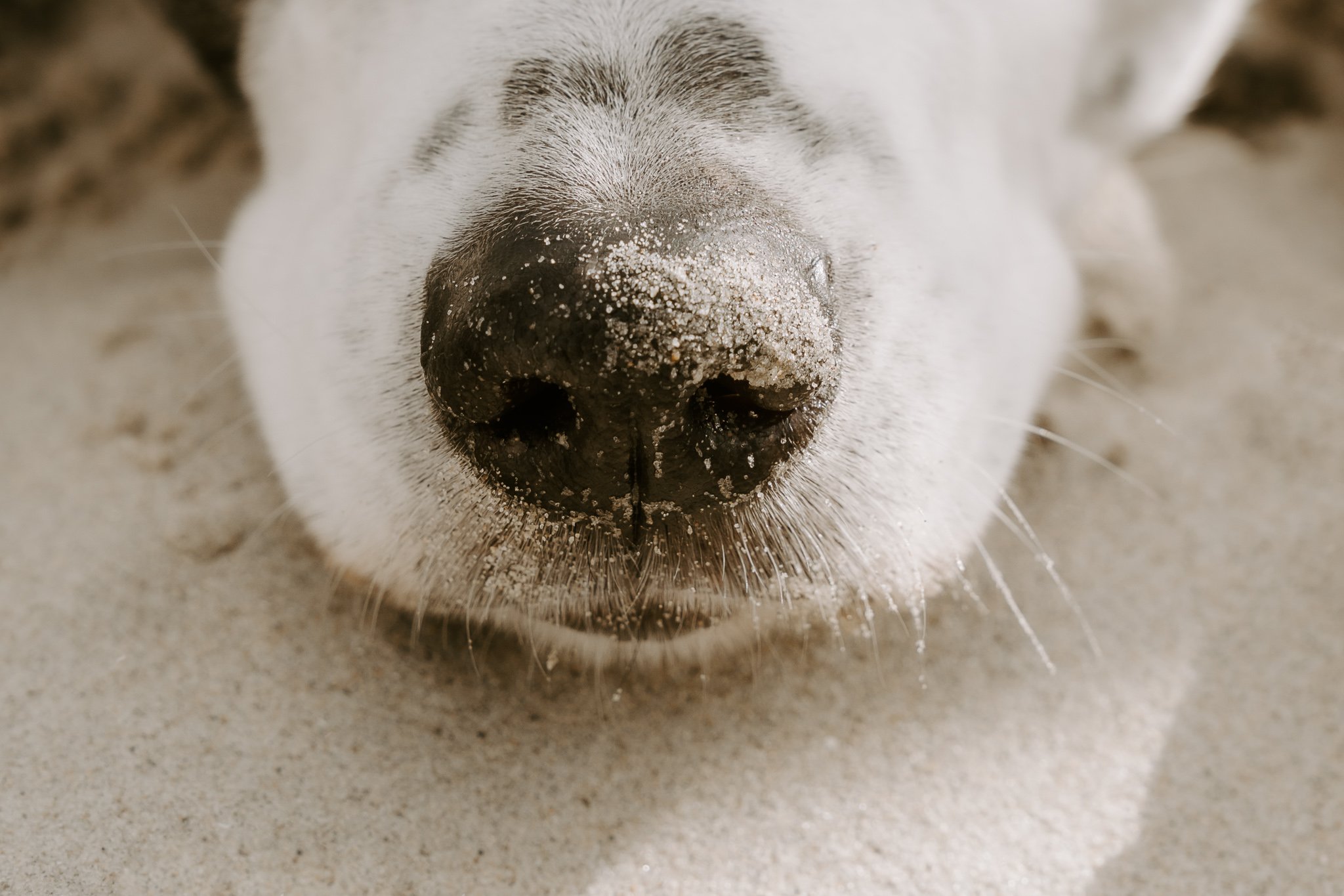 Hundeshooting Holland (34 von 34).jpg