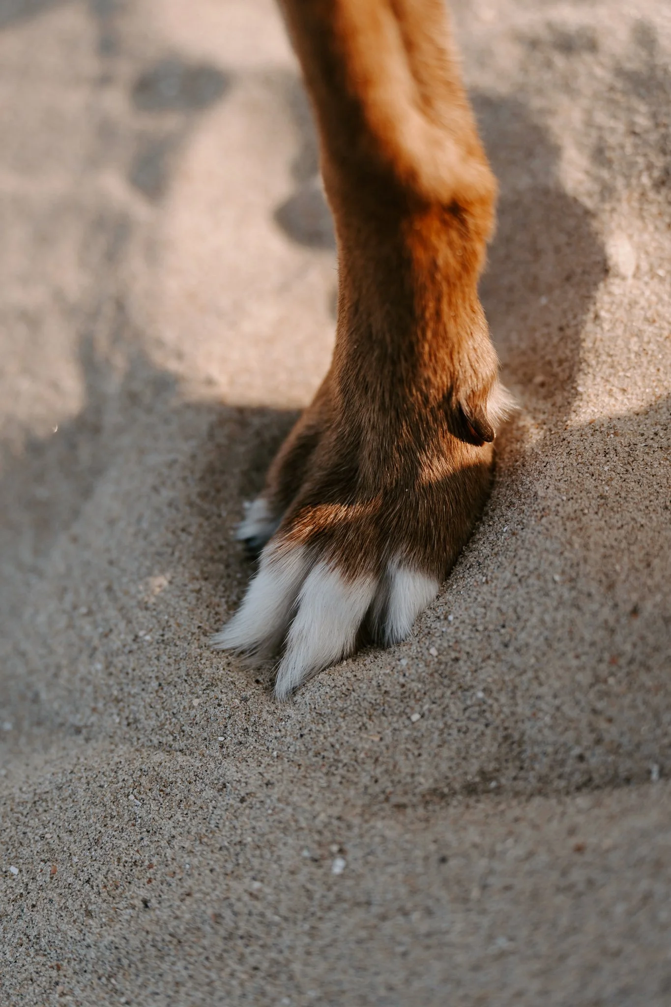 Hundefotografie Holland (3 von 12).jpg