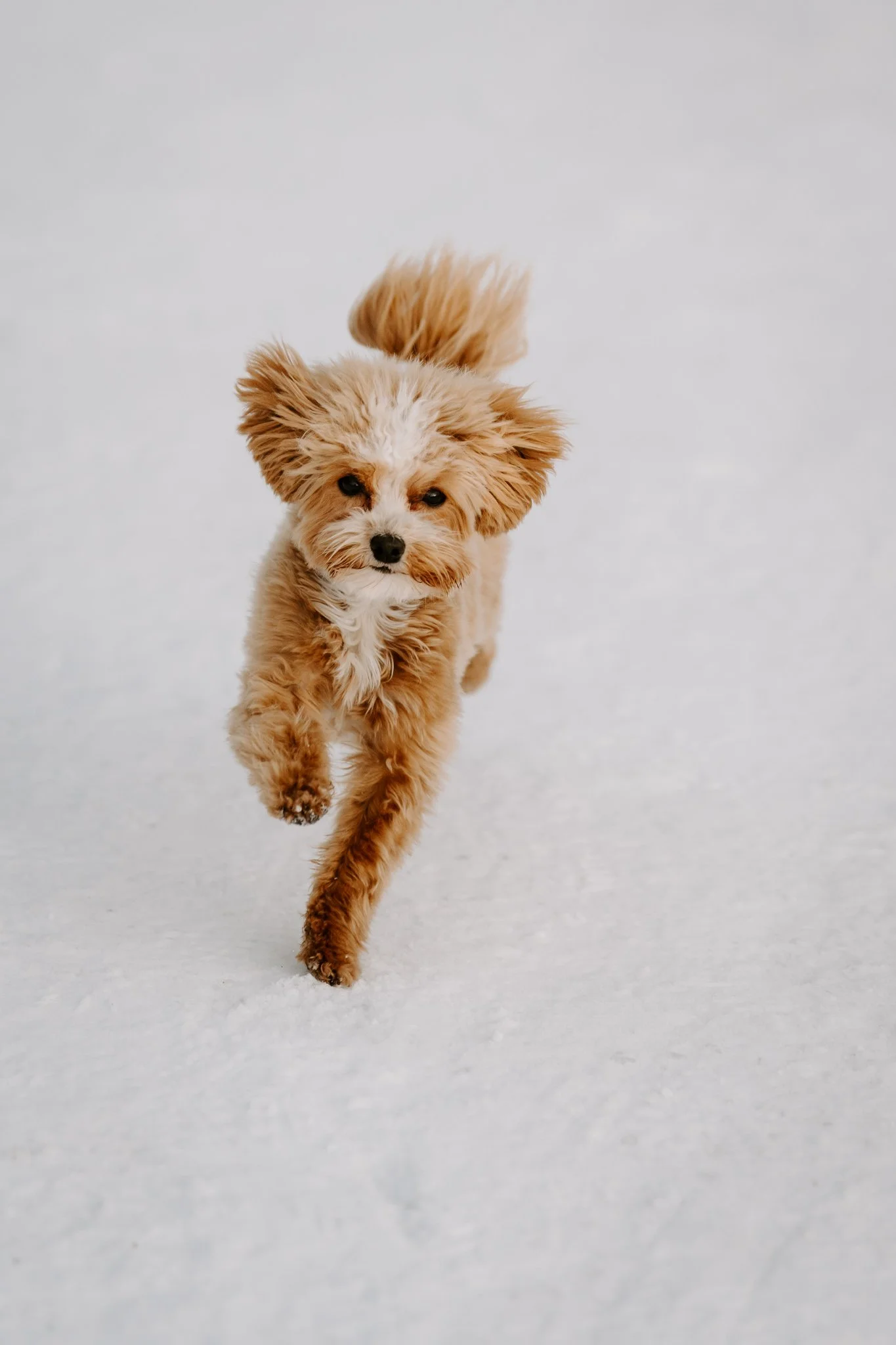Hundefotografin NRW und deutschlandweit - Bohoandclassy Fotografie (2 von 16).jpg