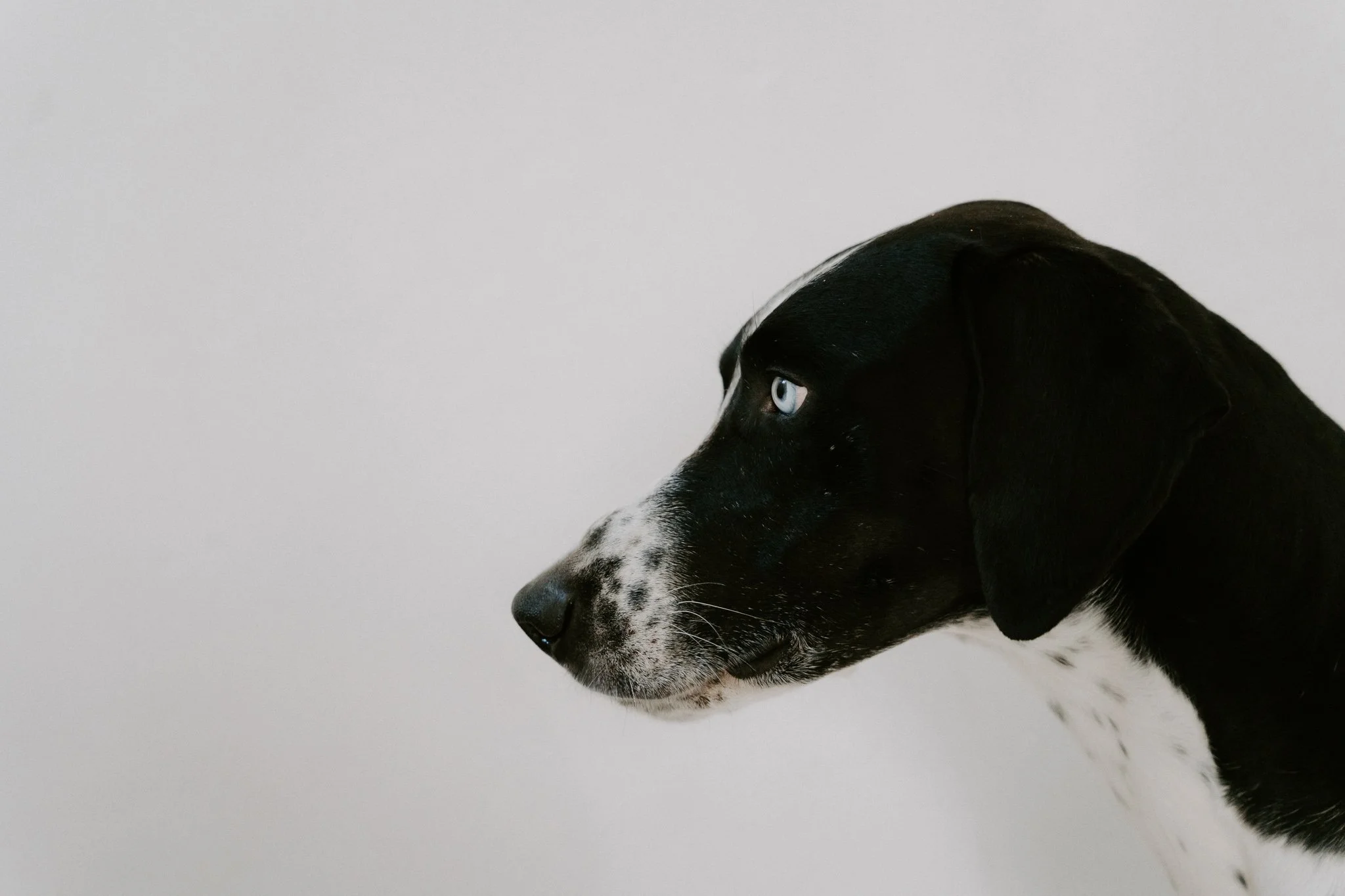 Nahaufnahme eines schwarzen und weißen Hundes mit blauen Augen, der nach rechts schaut, gegen einen weißen Hintergrund.