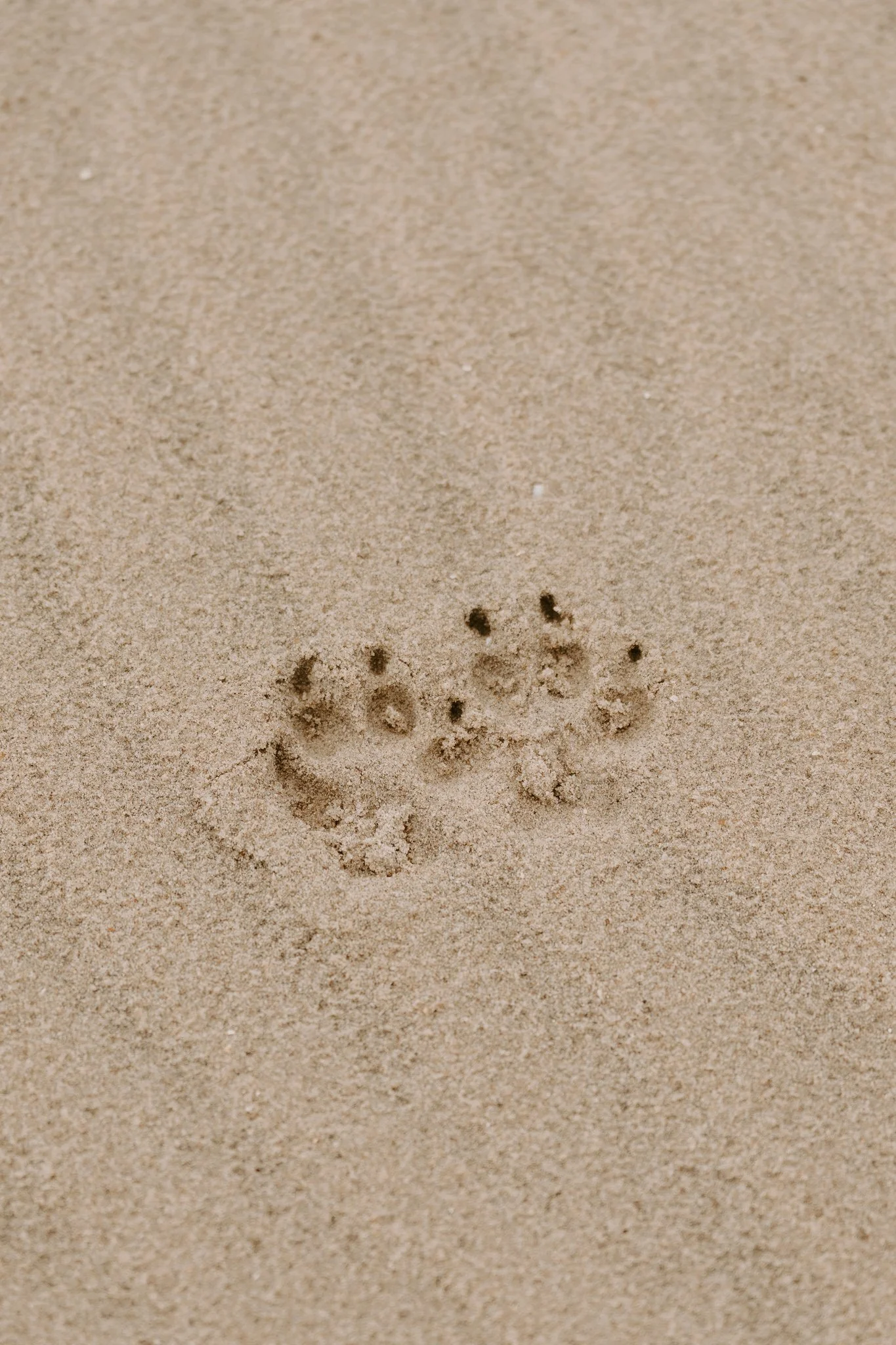 Hundefotos Holland am Strand(14 von 39).jpg