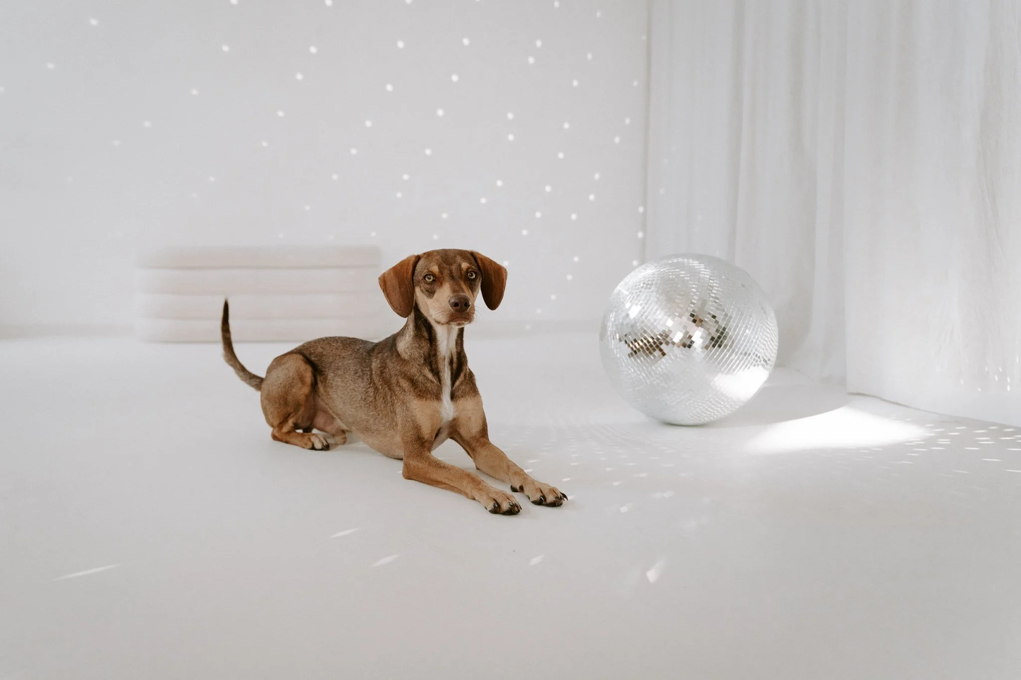 Hundefotografie indoor clean (19 von 23).jpg