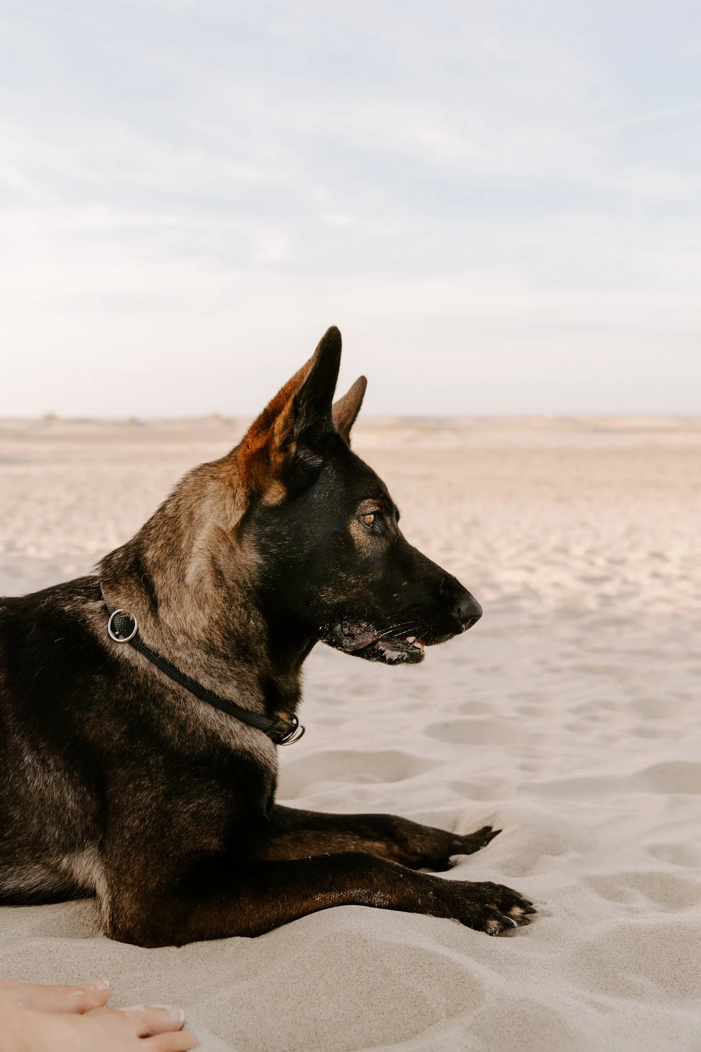 Hundefotografie Holland (1 von 21).jpg