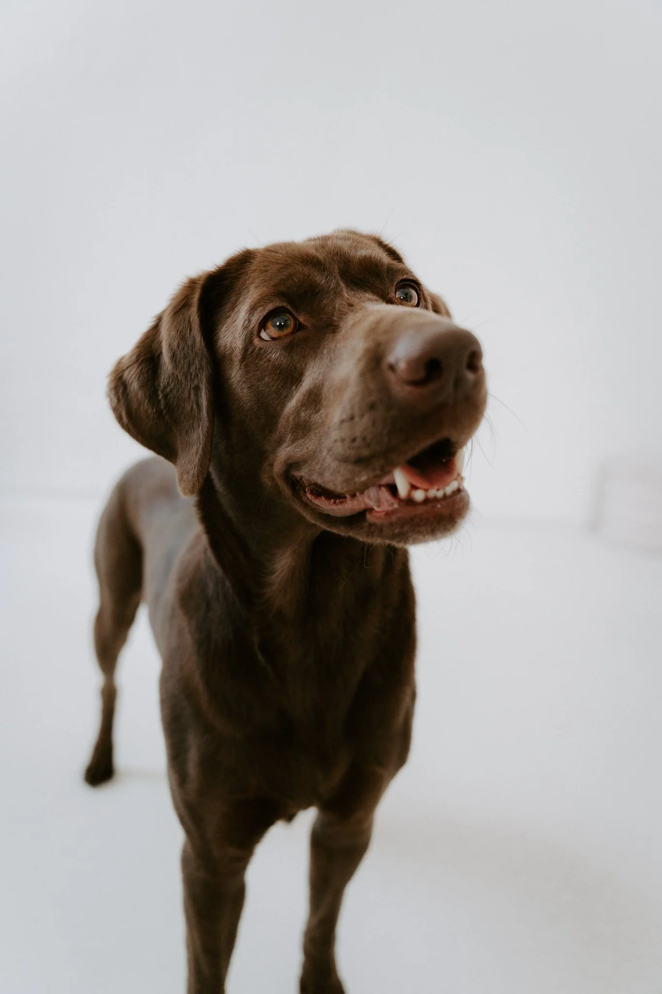 Familienshootoing mit Hund Köln - Bohoandclassy Fotografie(11 von 28).jpg