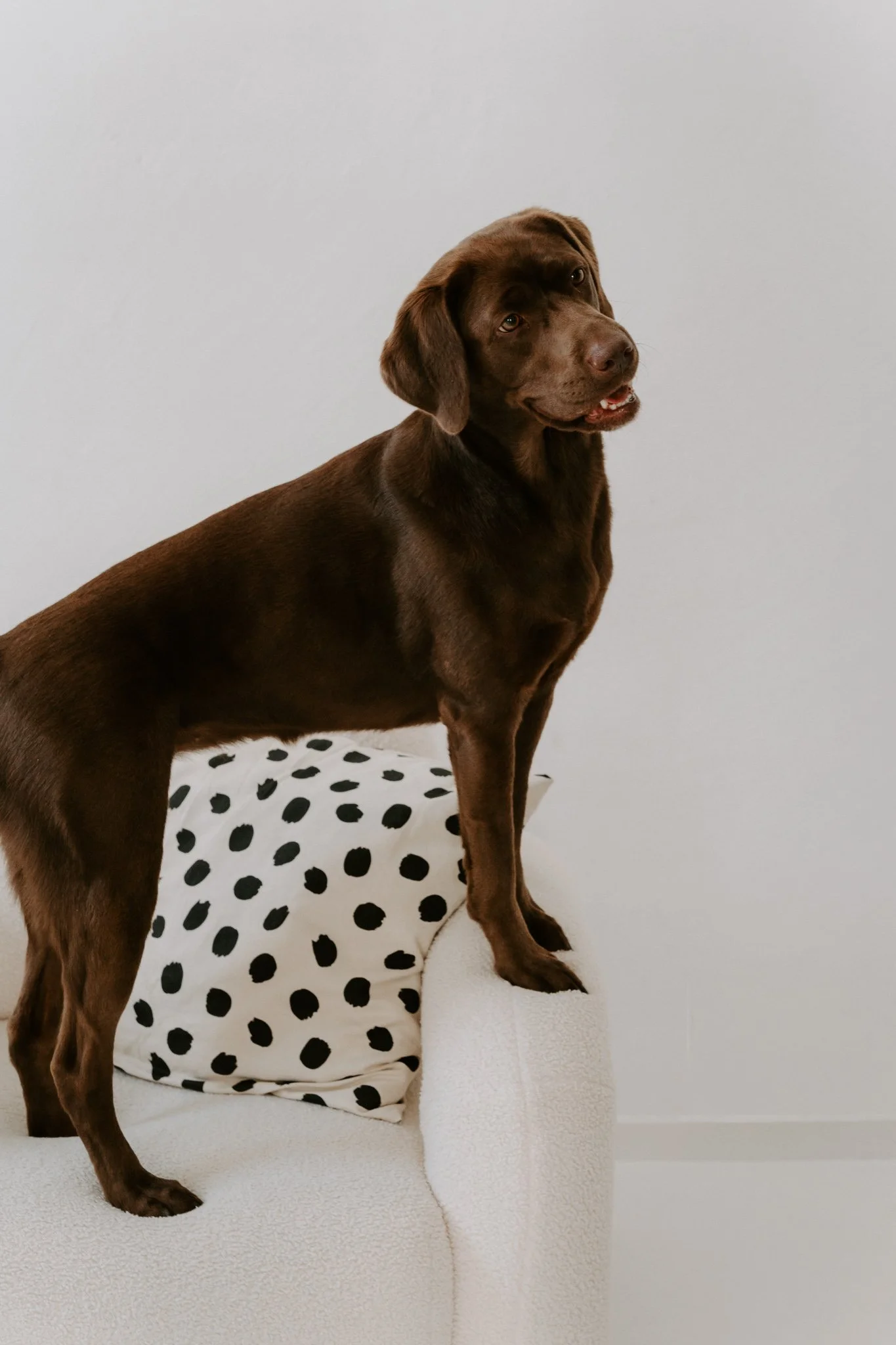 Familienshootoing mit Hund Köln - Bohoandclassy Fotografie(15 von 28).jpg