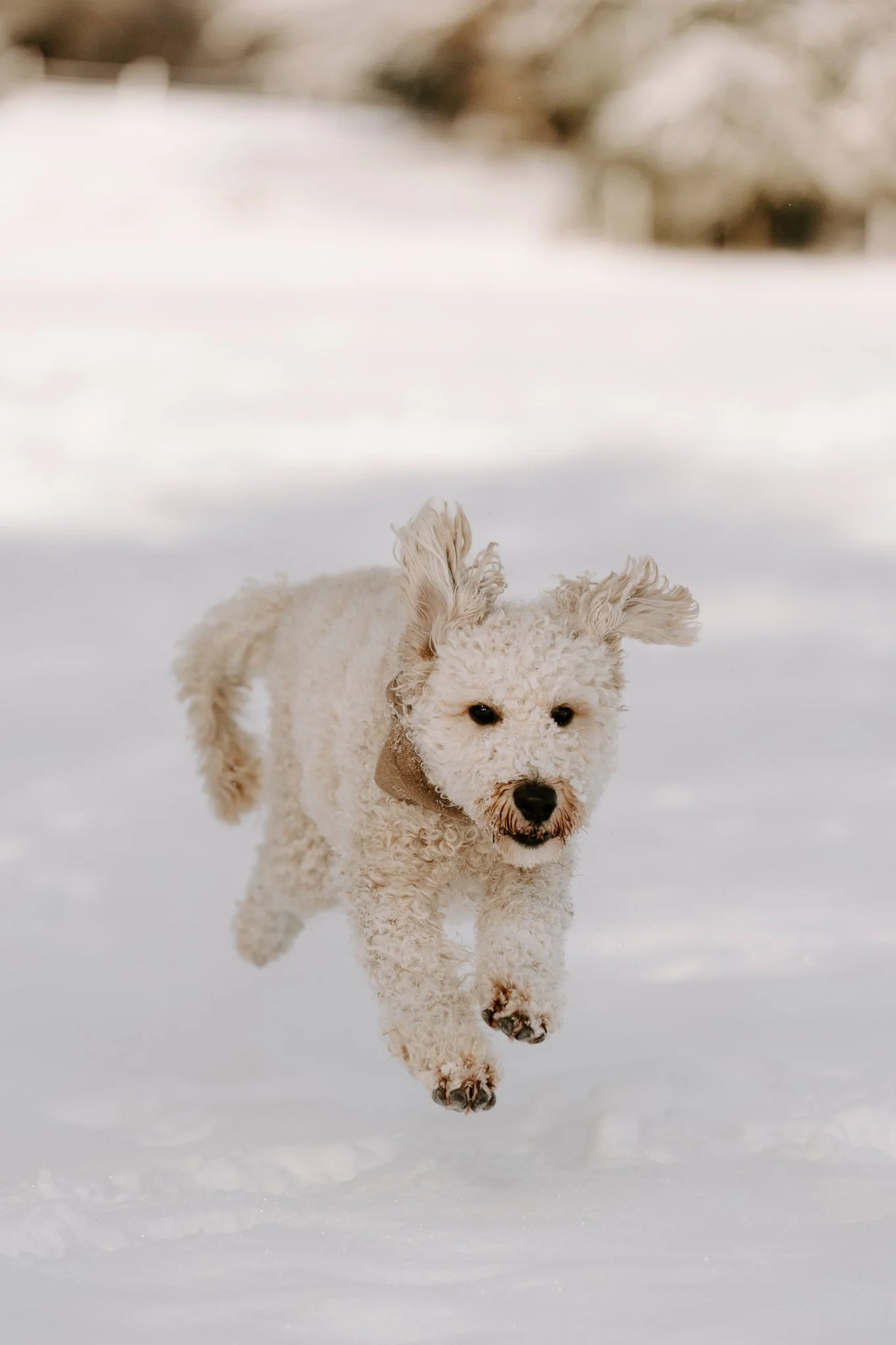 Fotoshooting mit Hund Köln (25 von 102).jpg