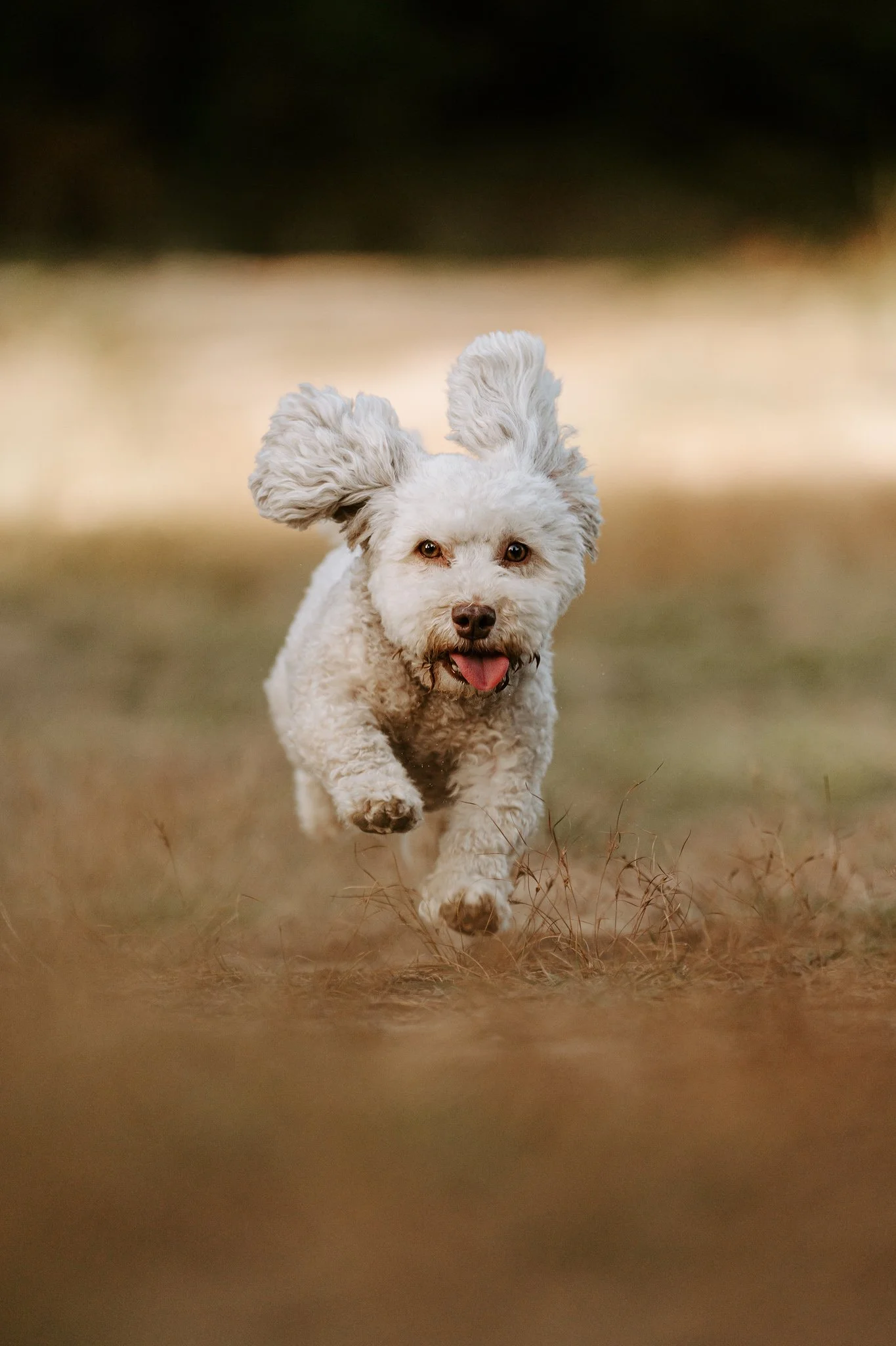 Hundefotografie Köln outdoor (120 von 130).jpg