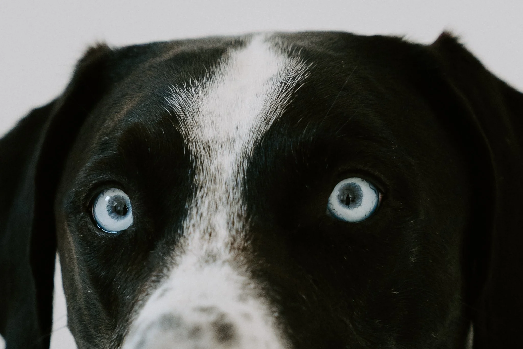 Nahaufnahme auf die Augen eines Hundes, mit schwarzen, weißen und braunen Fell. Die Augen sind hellblau.