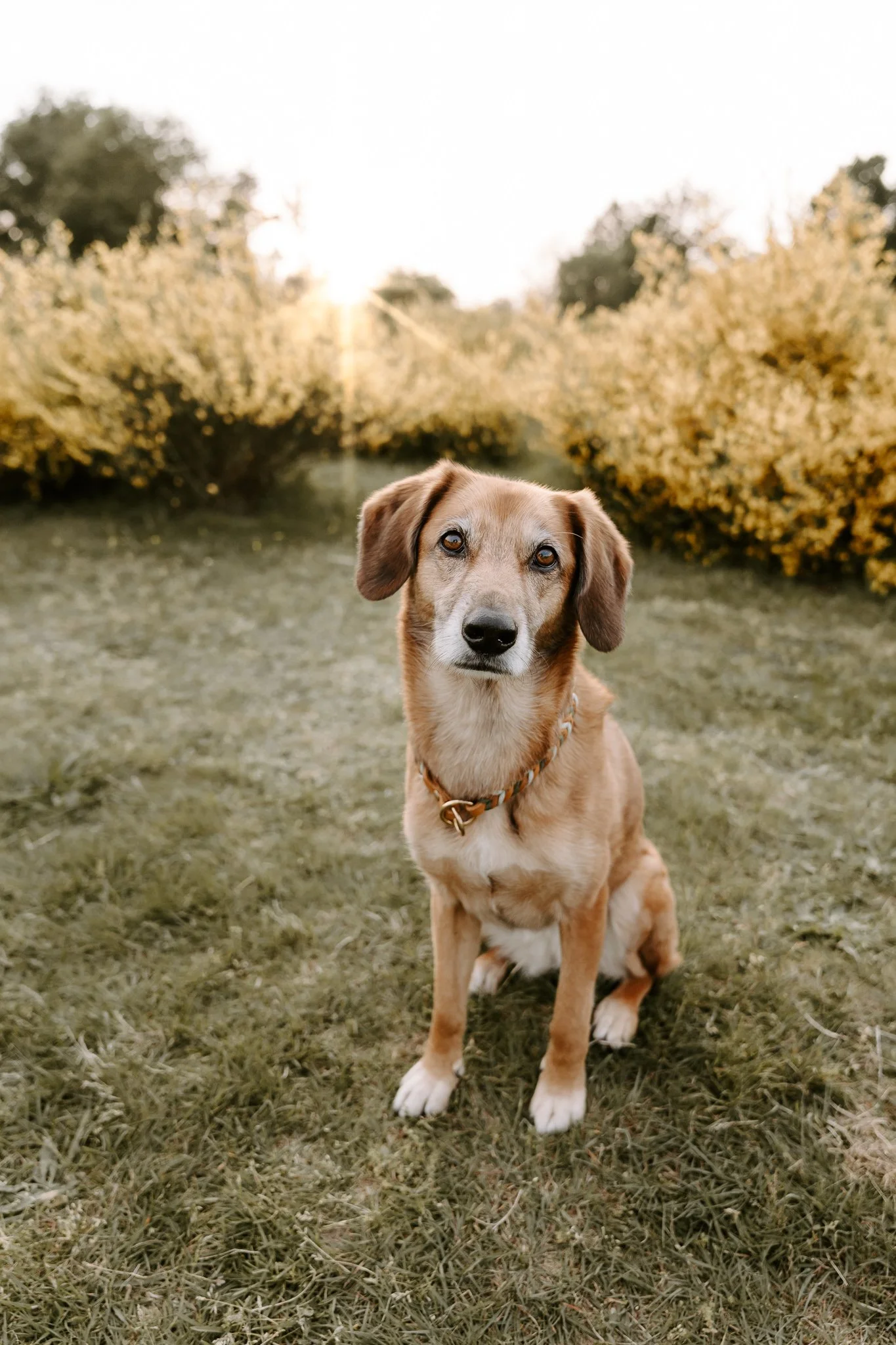 Babybauchshooting mit Hund