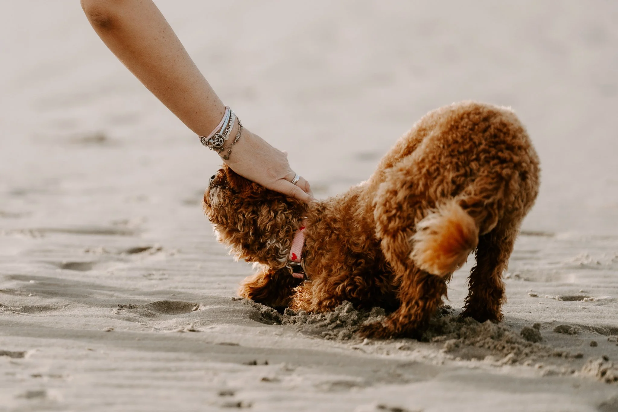 Familienshooting mit Hund in Holland am Strand (19 von 56).jpg
