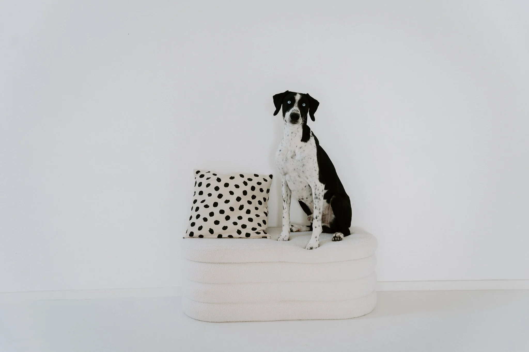 Ein Dalmatiner-Hund sitzt auf einer weißen Plattform neben einem schwarzen und weißen Polka-Dot-Kissen vor einem weißen Hintergrund.