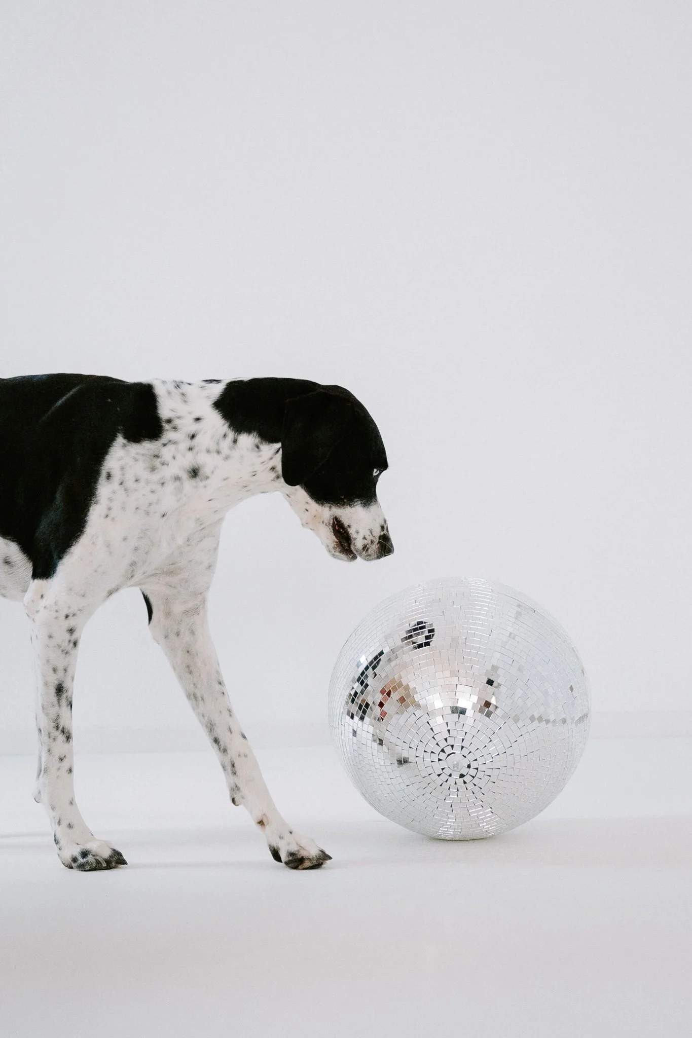 Hundefotos indoor(19 von 21).jpg