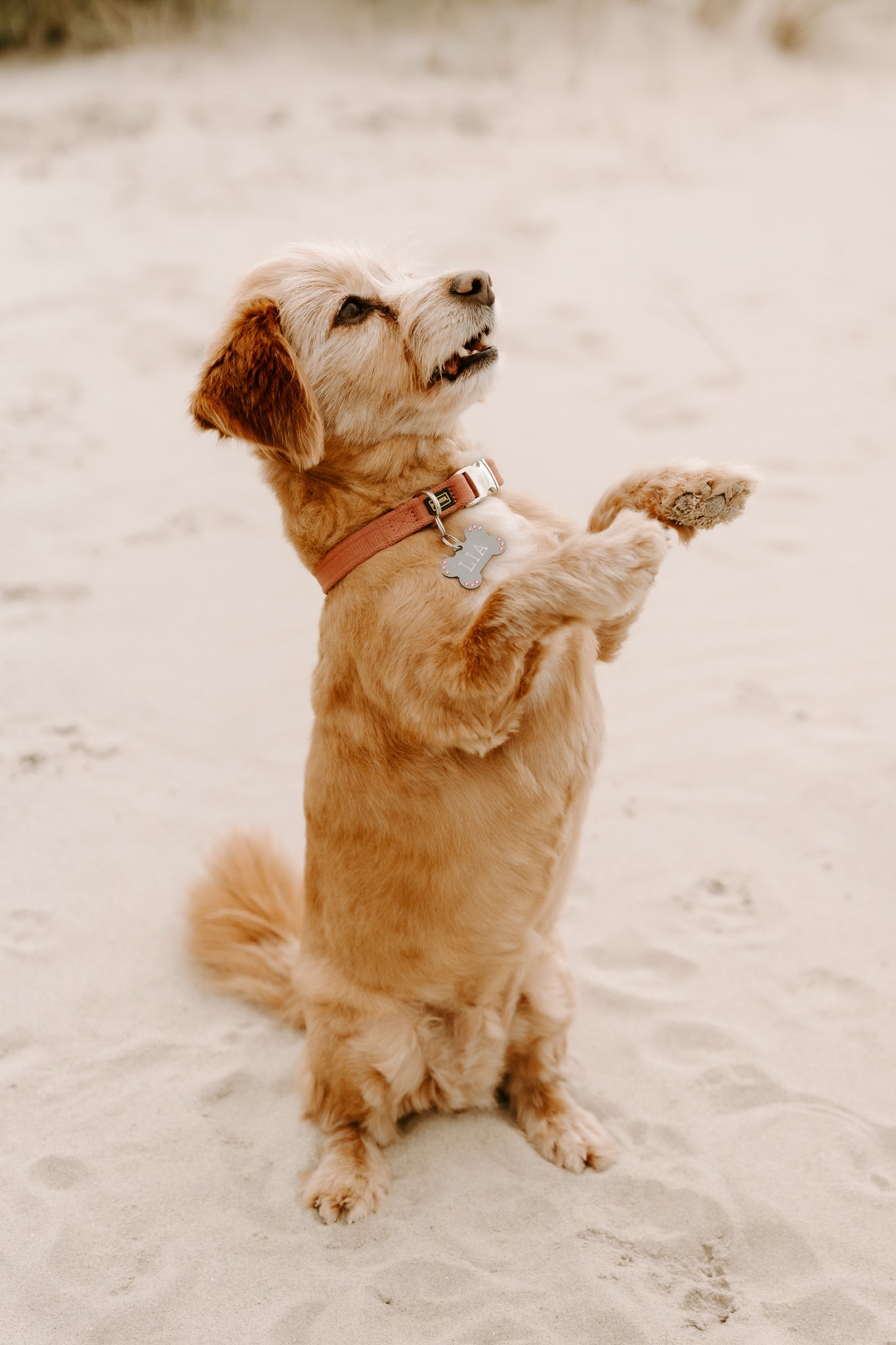 Hundefotos Holland (43 von 155).jpg