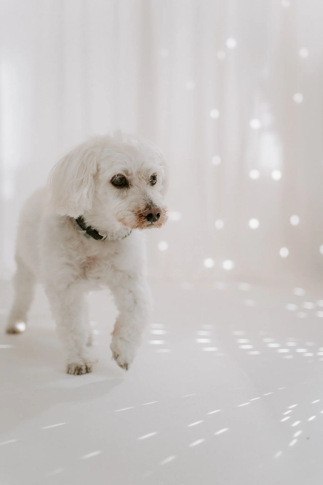 Cleane Hundefotografie Studio Köln  (5 von 16).jpg