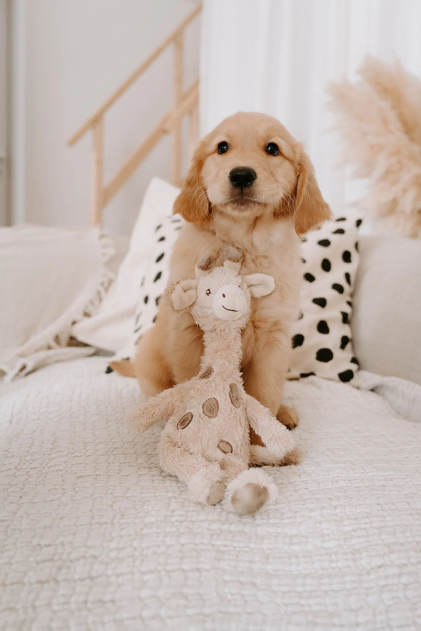 Welpenshooting Köln (1 von 40).jpg