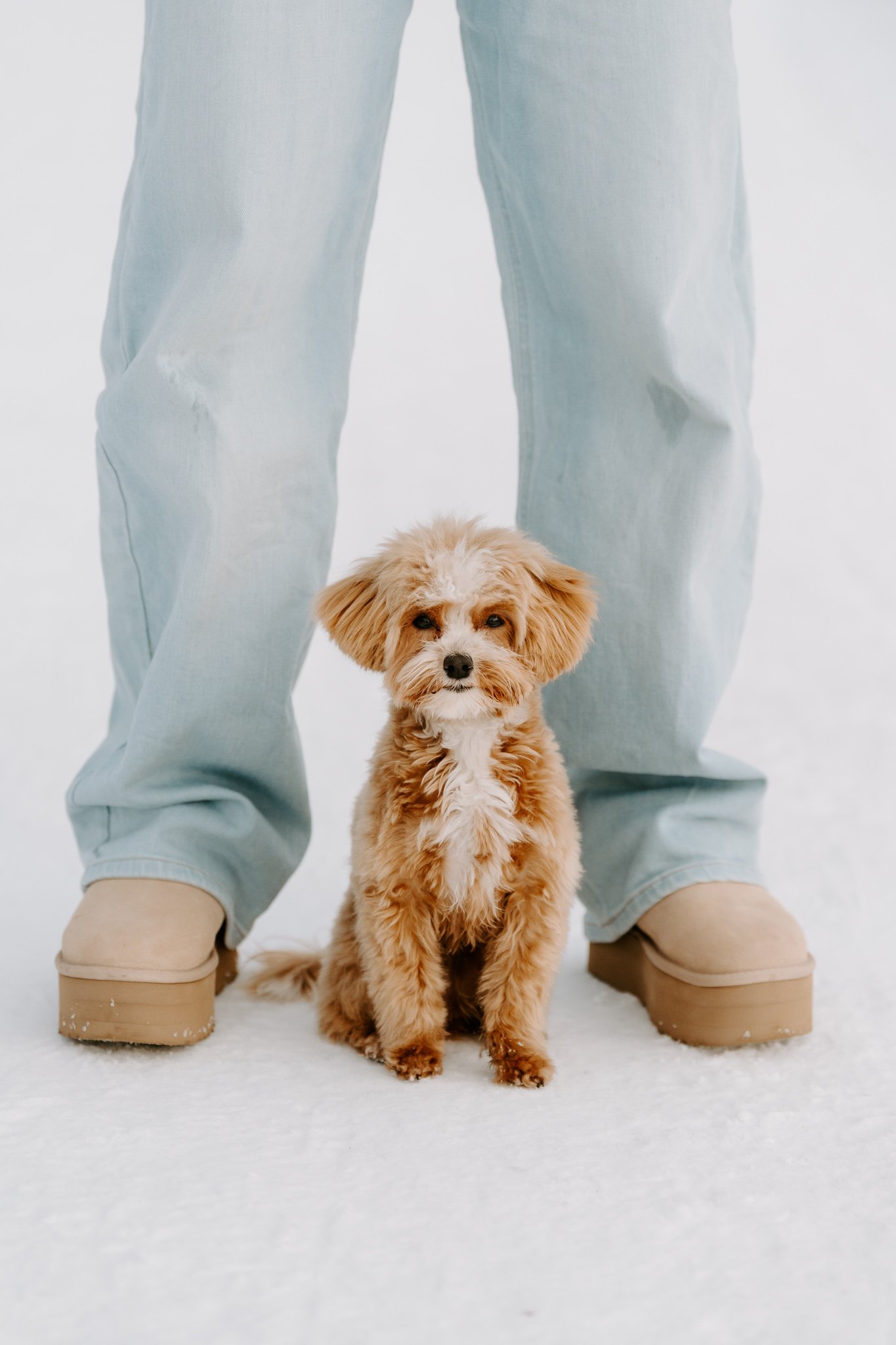 Hundefotografin NRW und deutschlandweit - Bohoandclassy Fotografie (4 von 16).jpg