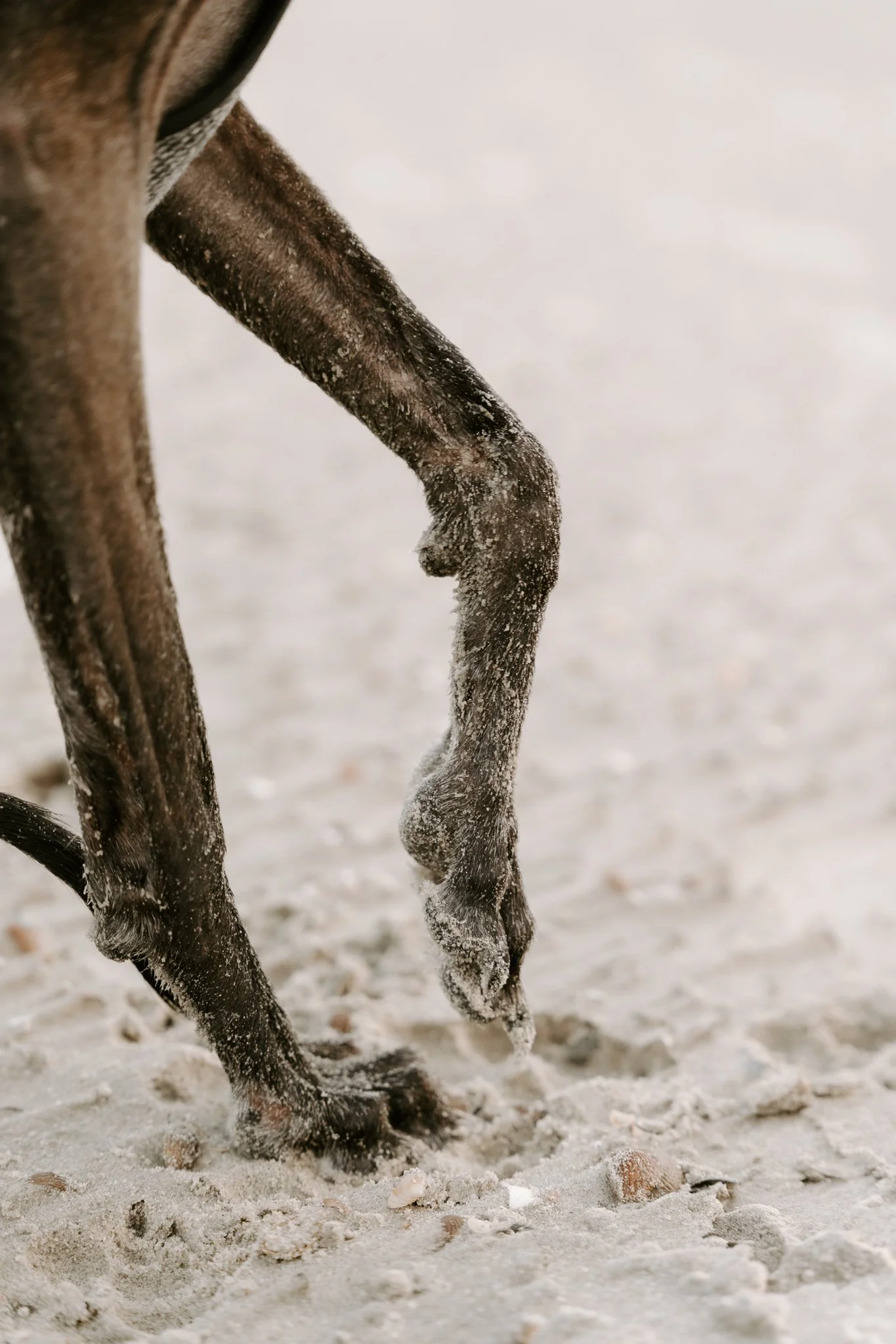 Hundefotografie Holland, Galgo, Windhund(32 von 35).jpg