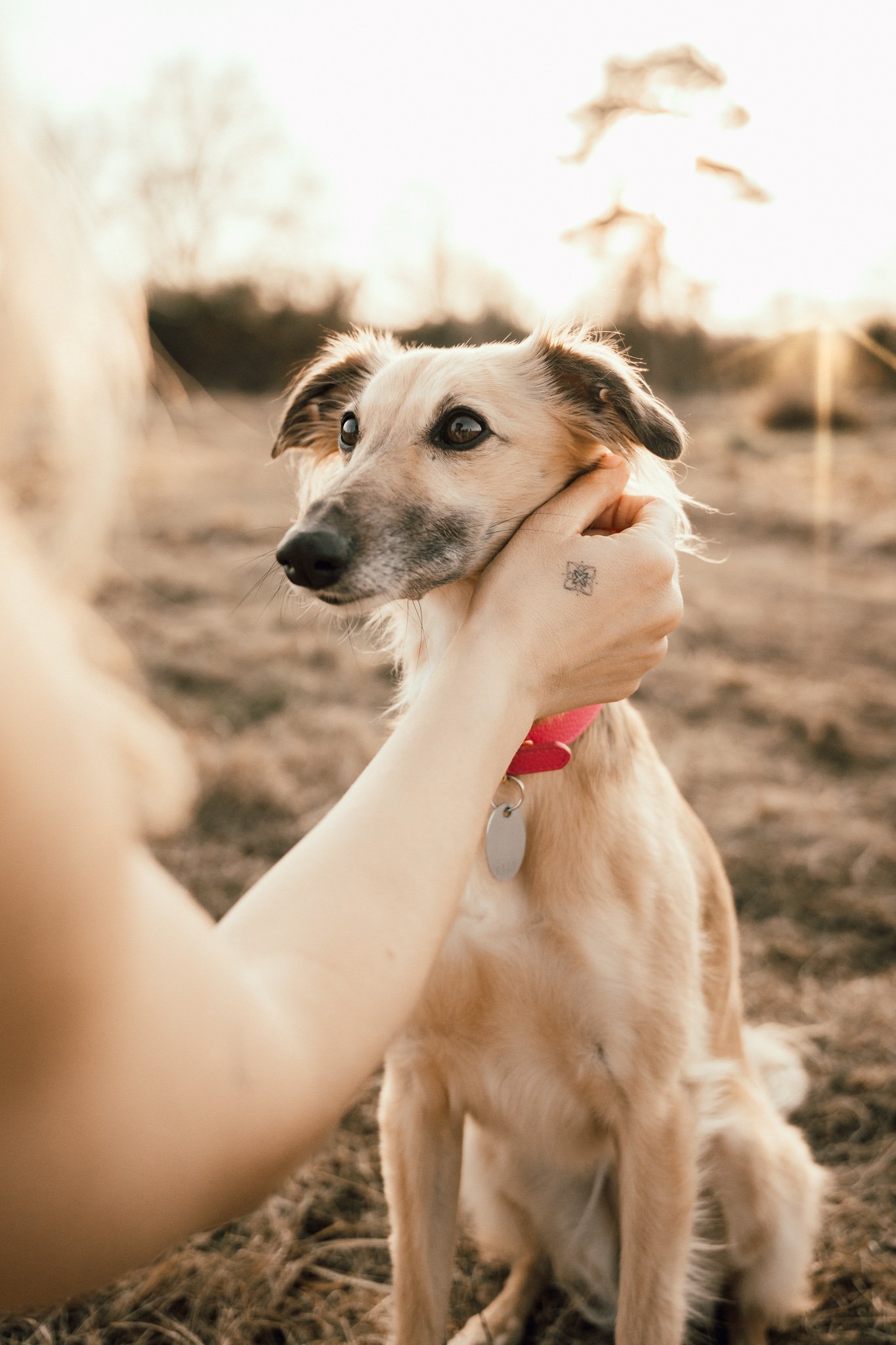 Businessshooting mit Hund in Köln (35 von 35).jpg