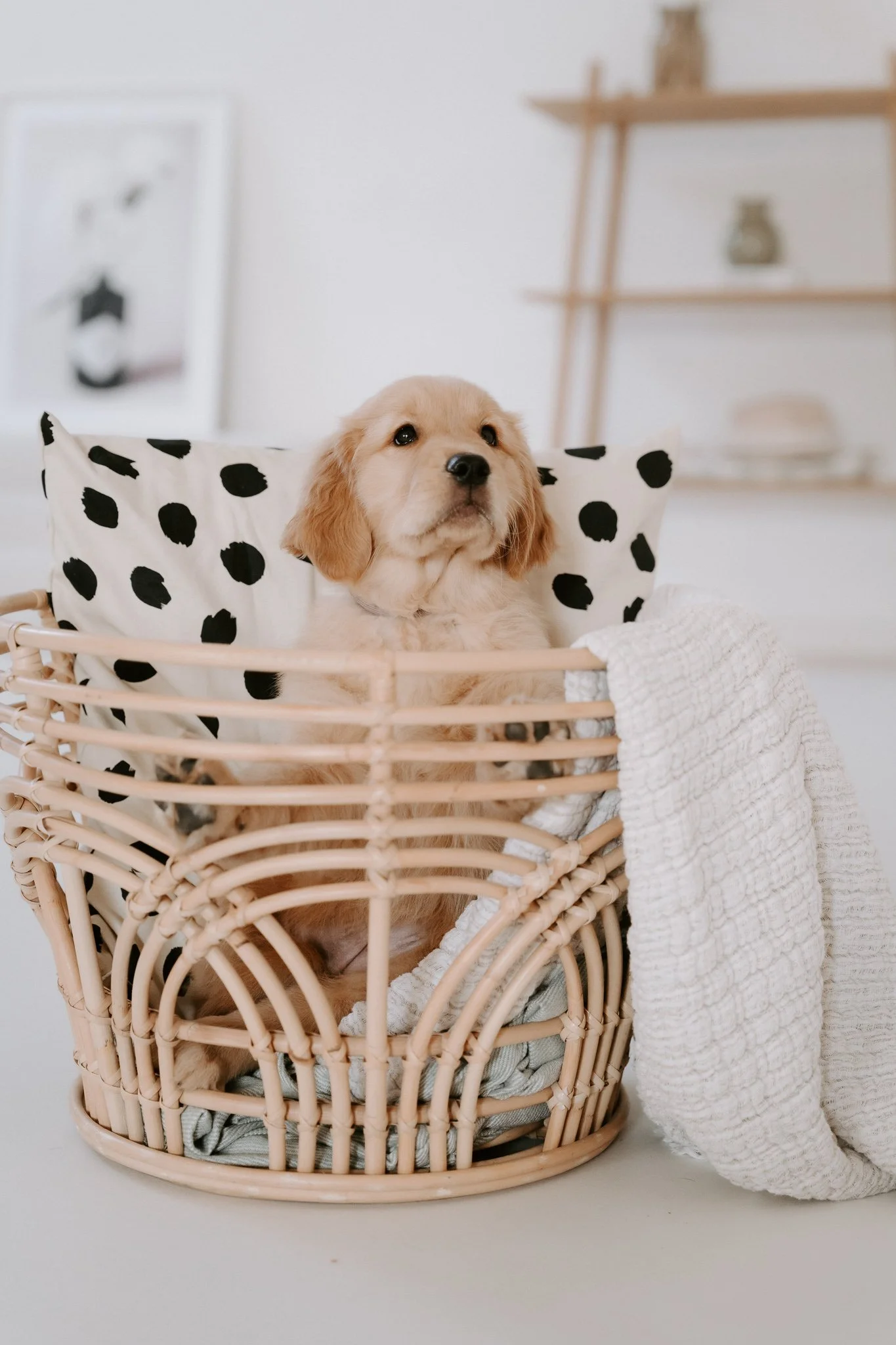 Welpenshooting Köln (28 von 40).jpg