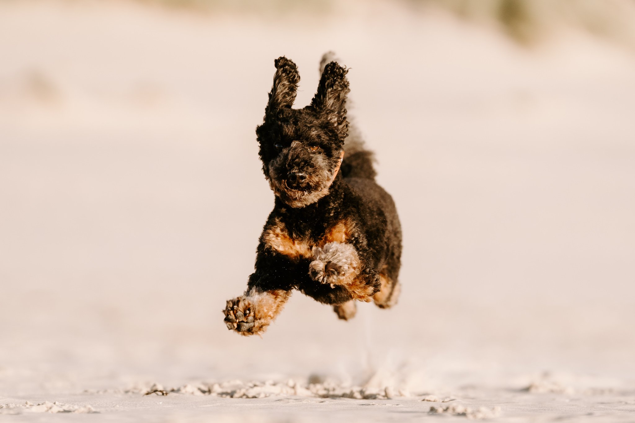 Hundefotografie Holland 9 von 22).jpg