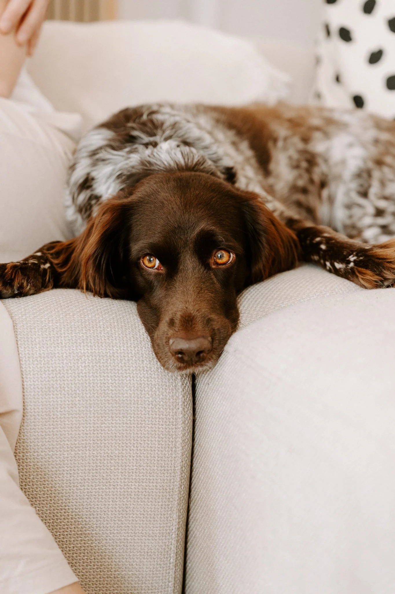 Familienshooting mit Hund Köln (17 von 41).jpg