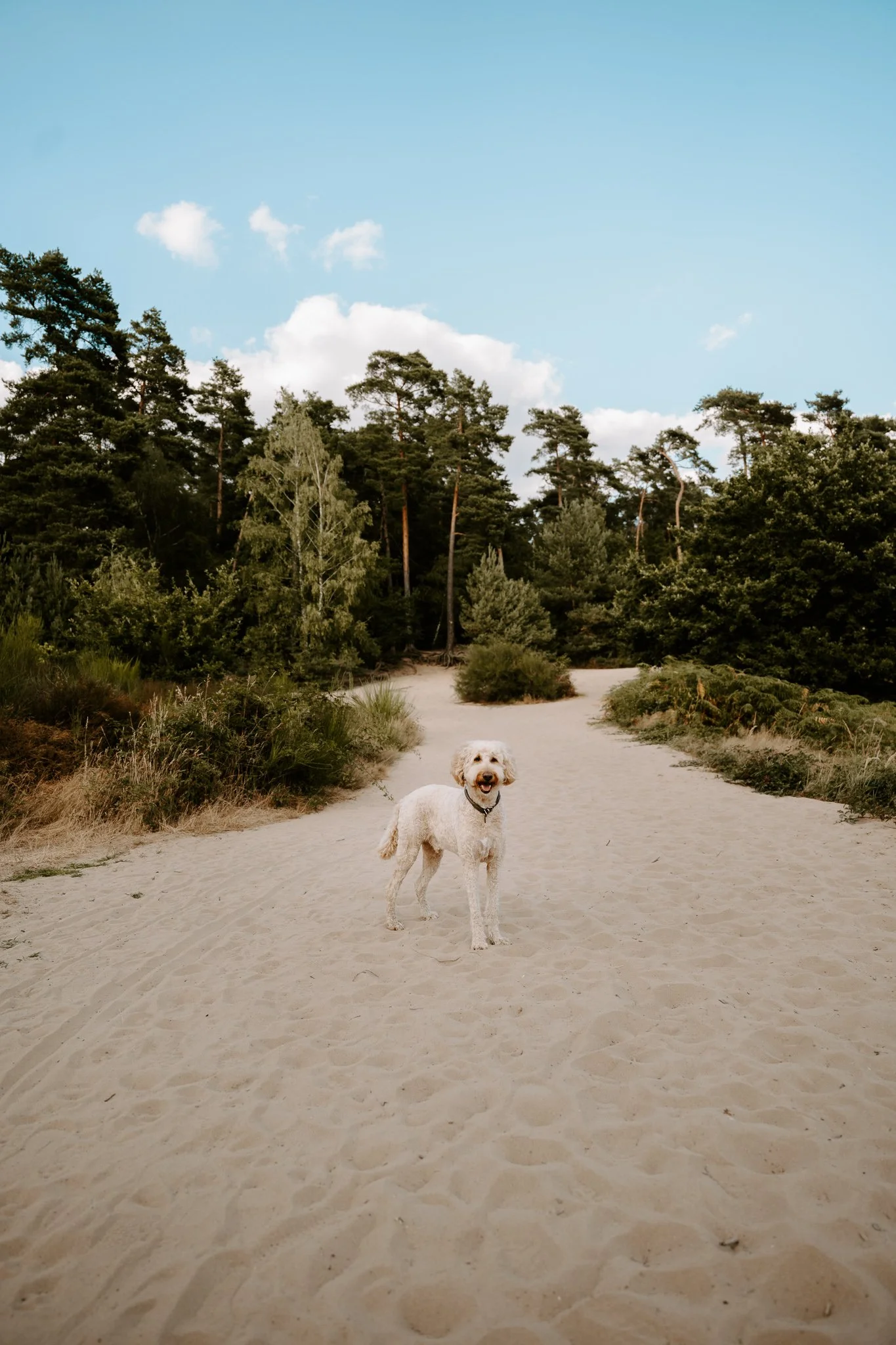 Ein Hund steht auf einem Sandweg inmitten eines Waldes mit hohen Bäumen und einer blauen Himmel mit wenigen Wolken.