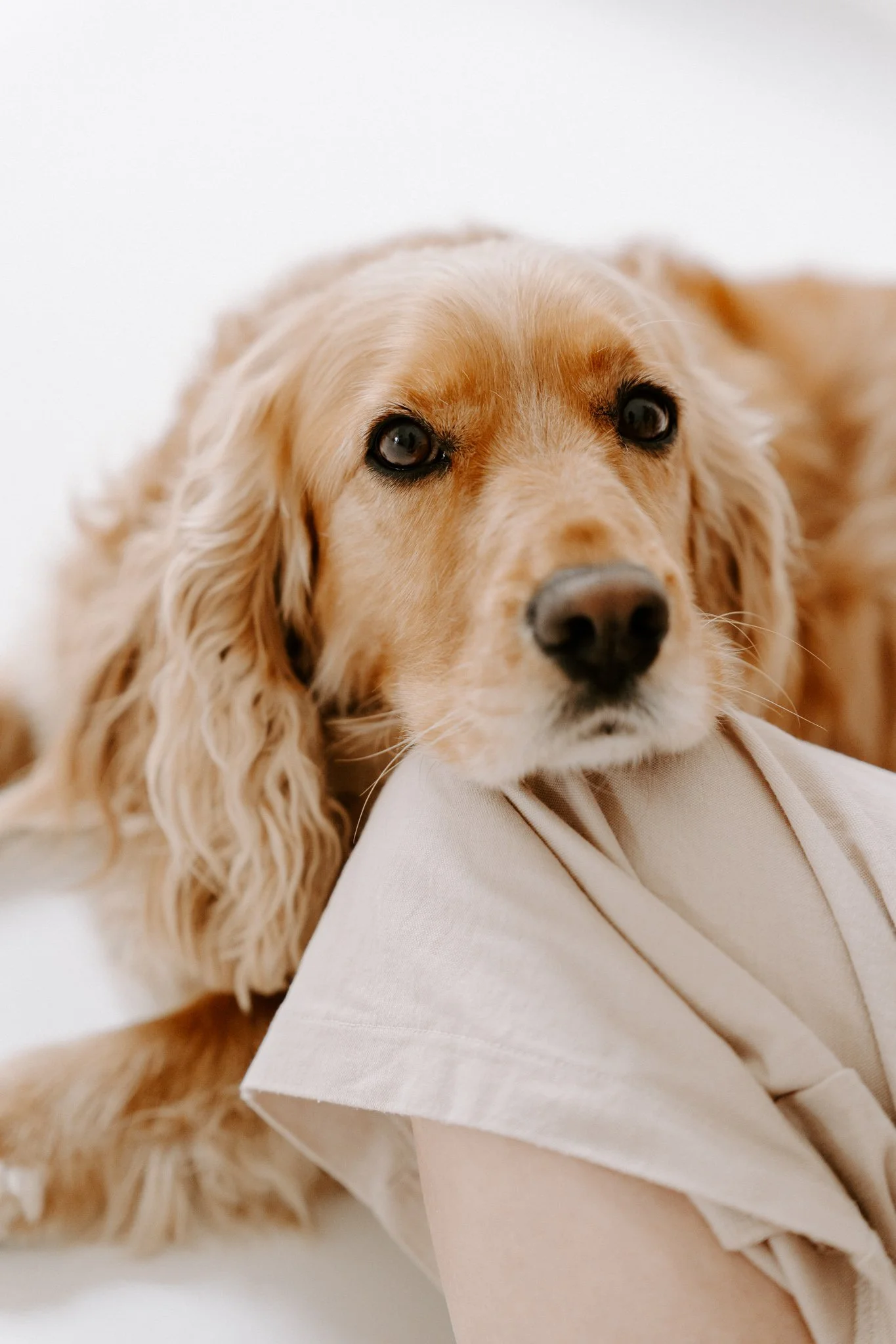 Familienshooting mit Hund Köln (5 von 41).jpg