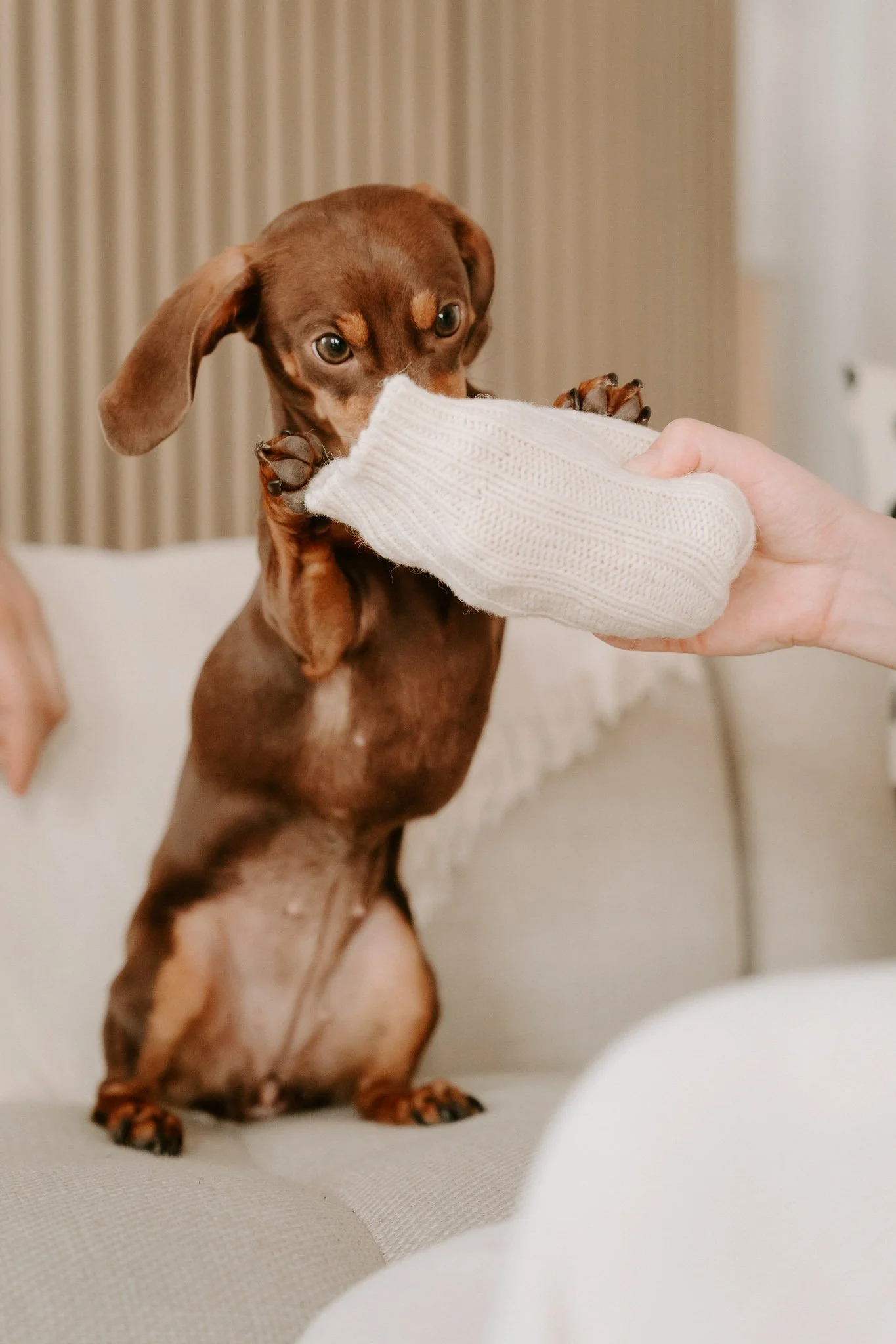 Babybauchshooting mit Hund Köln(26 von 65).jpg