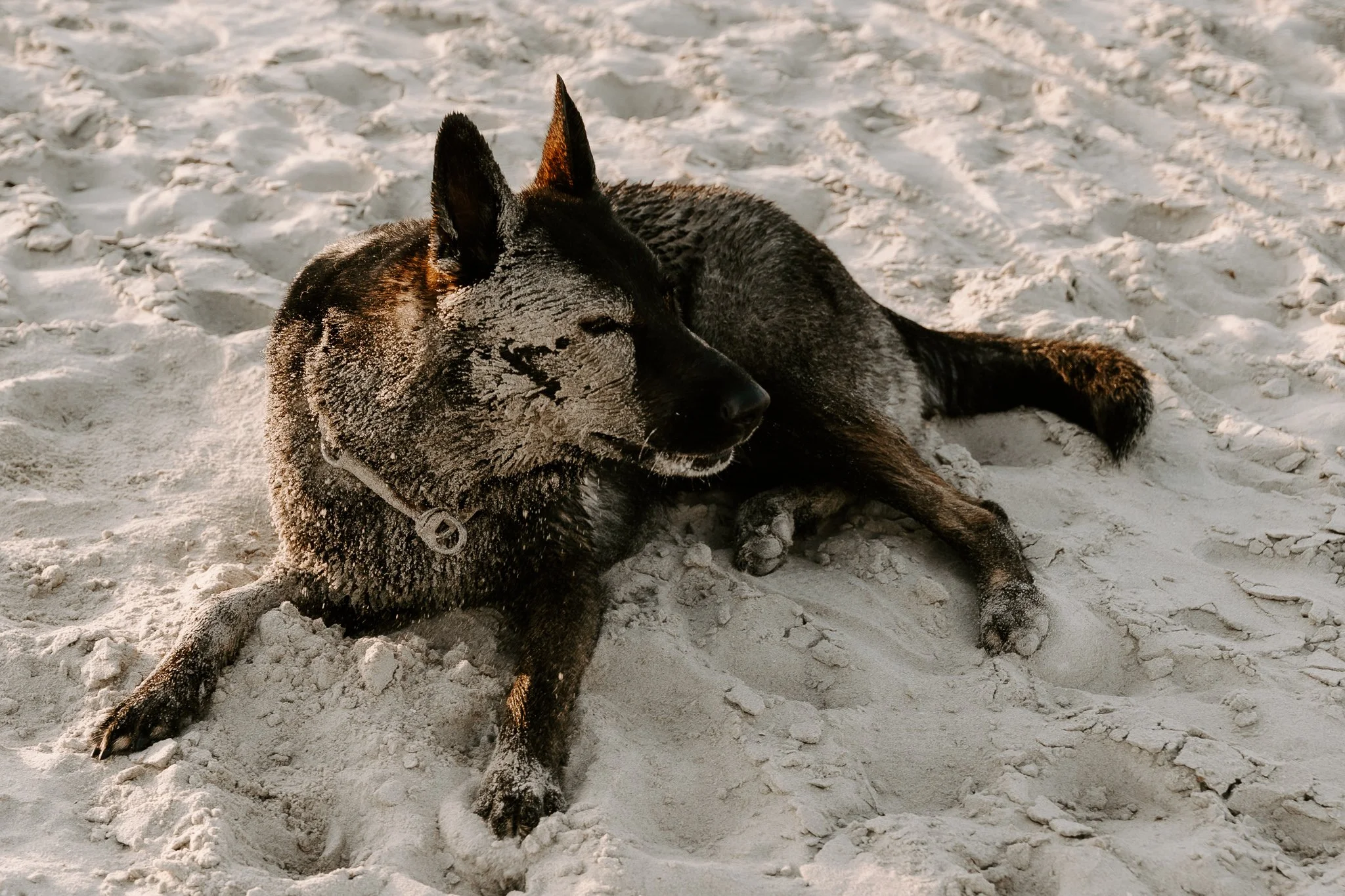 HUndefotografie Holland - Bohoandclassy Fotografie (43 von 94).jpg