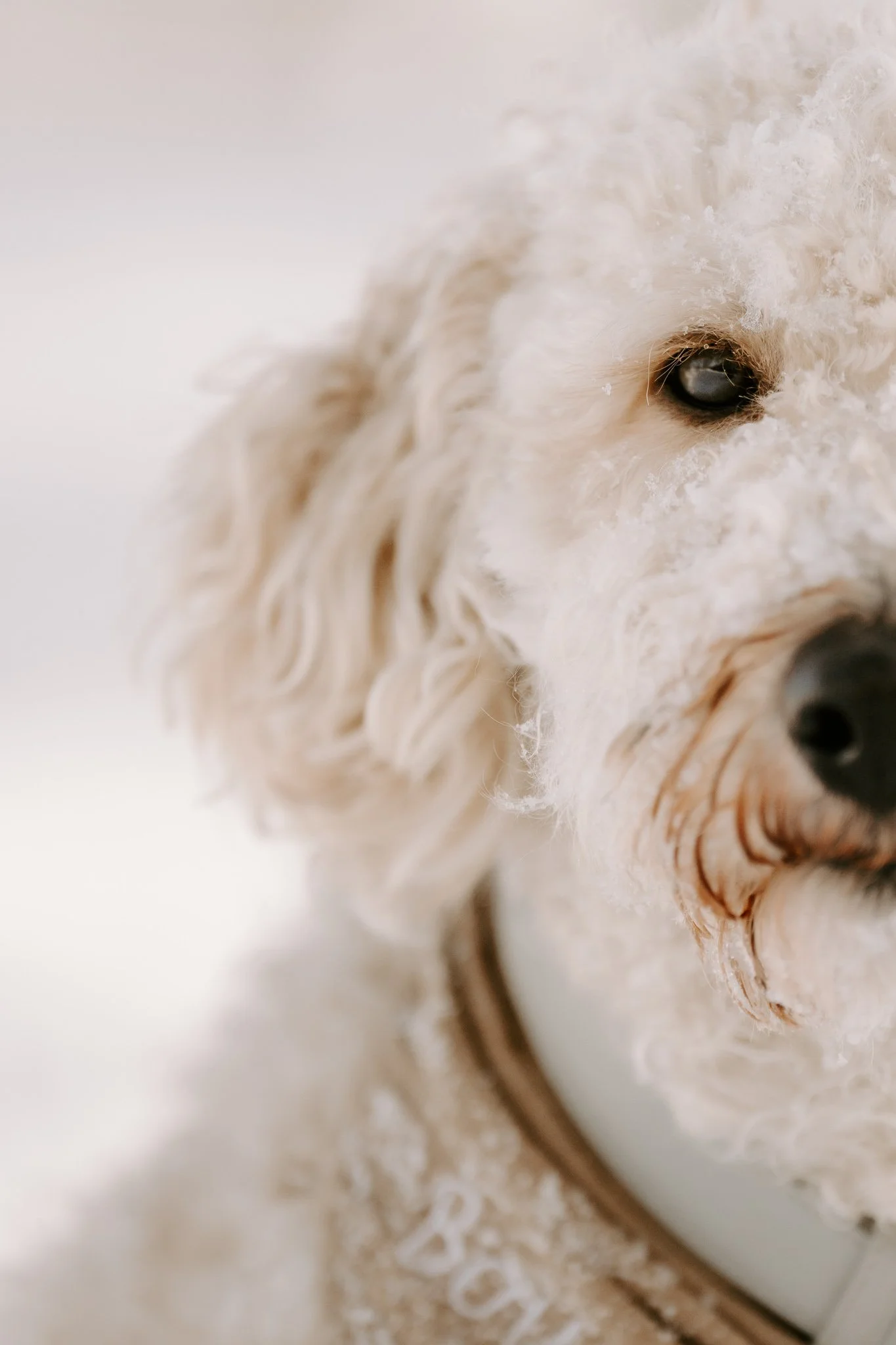 Nahaufnahme eines weißen, flauschigen Hundes mit nassem Fell