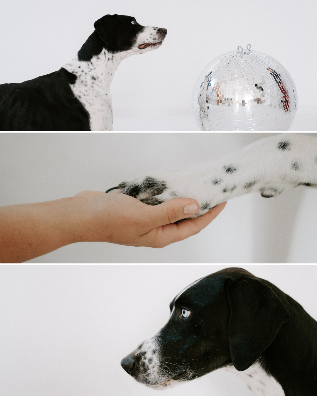 Ein Hund mit schwarz-weißer Fellzeichnung, ein silberner Disco-Ball, eine Hand, die eine Pfote hält, und die Seitenansicht eines Hundes mit blauen Augen.