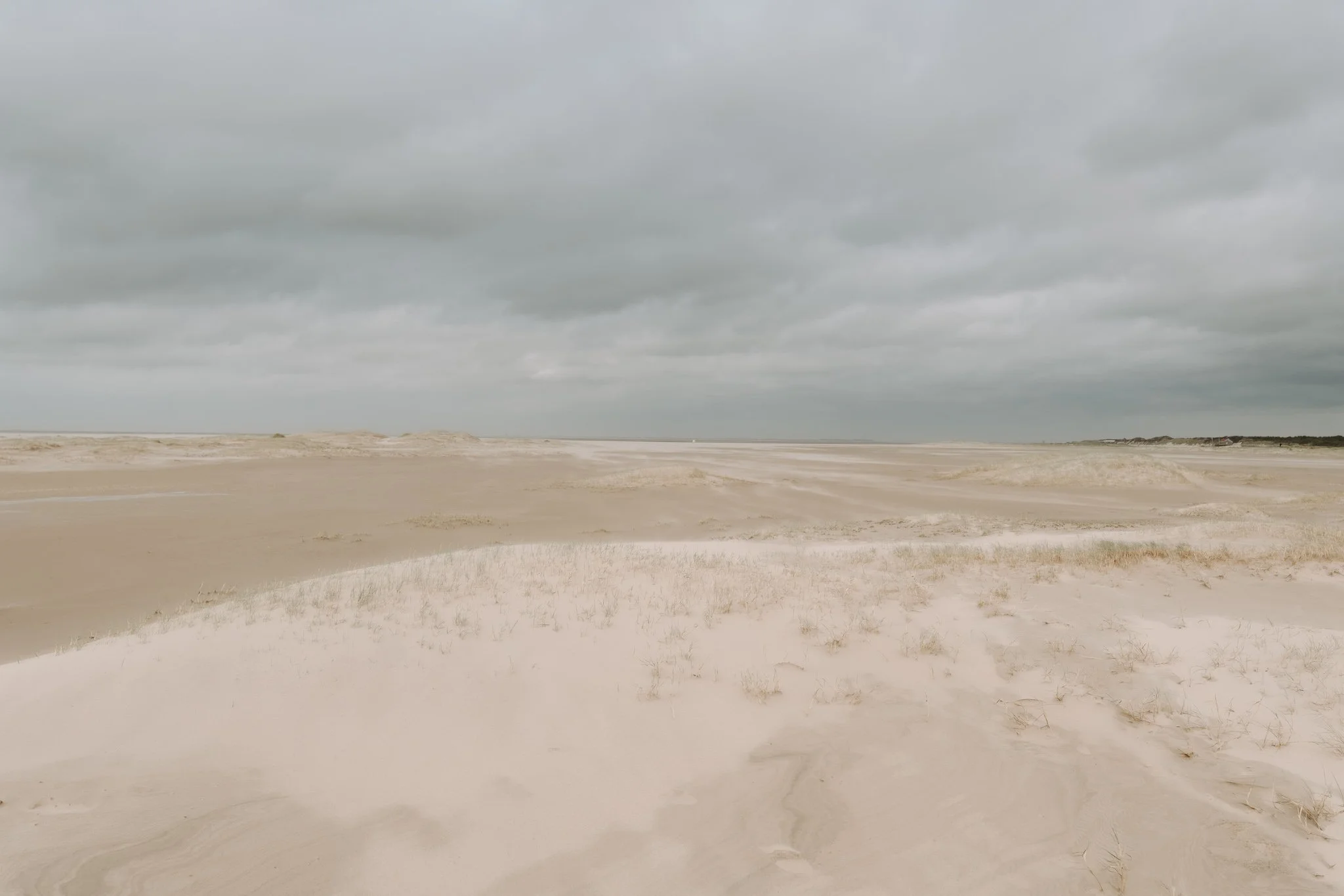 Hundefotos Holland (63 von 155).jpg