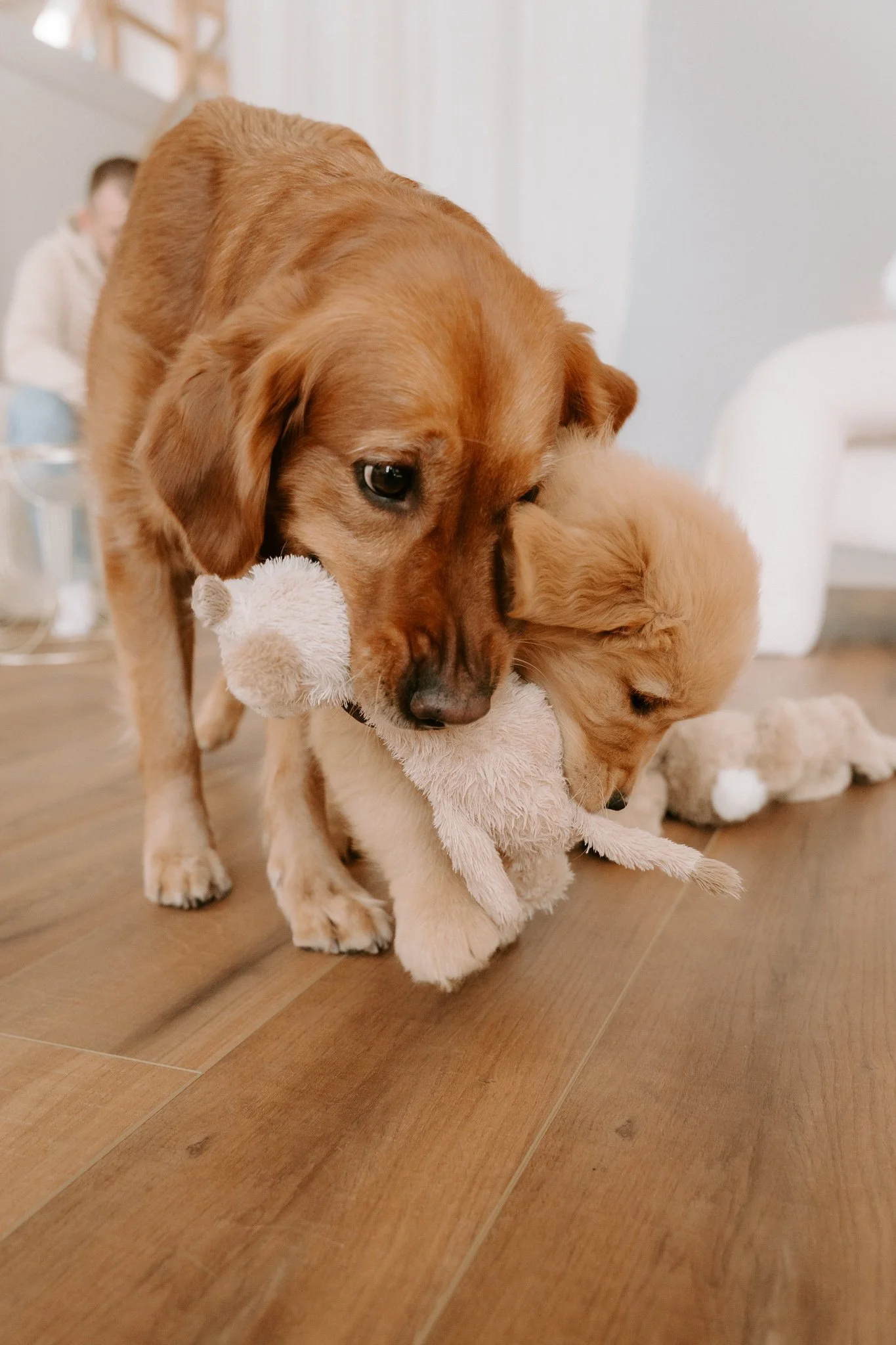 Welpenshooting Köln (13 von 40).jpg