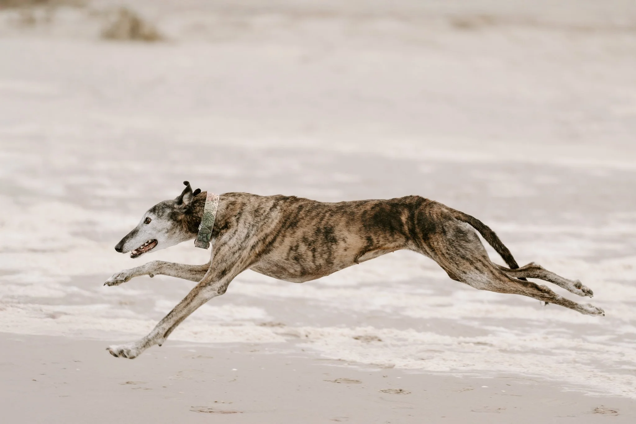 Hundefotografie Holland.jpg