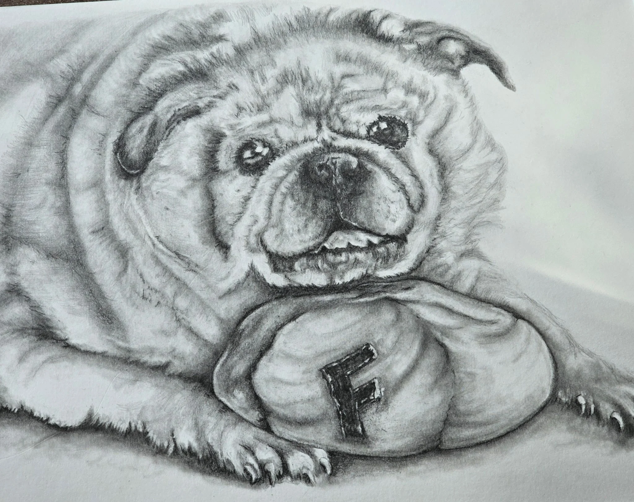 A pencil drawing of an adorable, wrinkled bulldog puppy with big, sad eyes, resting its head on a football-shaped object with the letter 'F' on it.