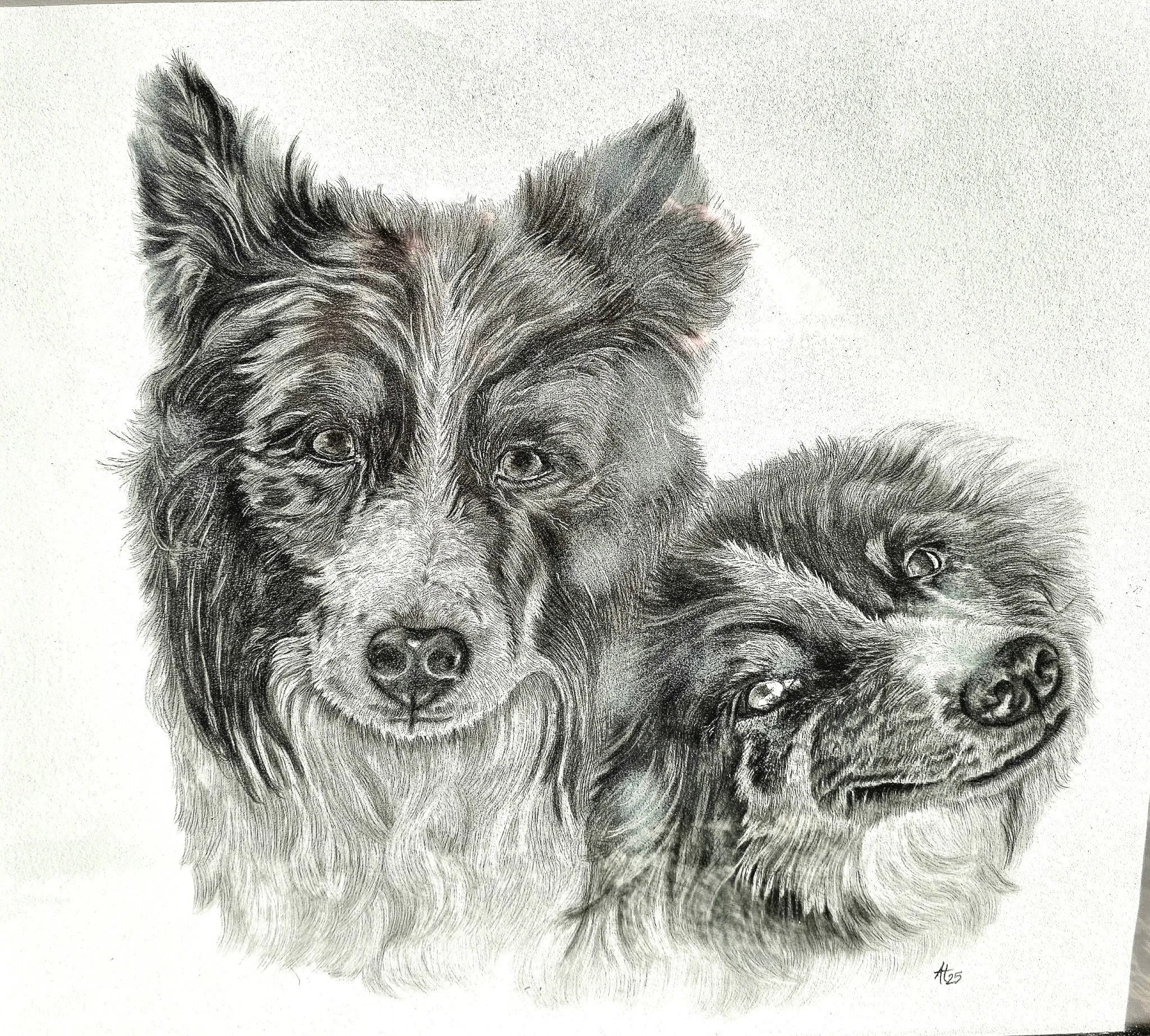 Black and white drawing of two dogs with realistic fur details, one on the left and one on the right.