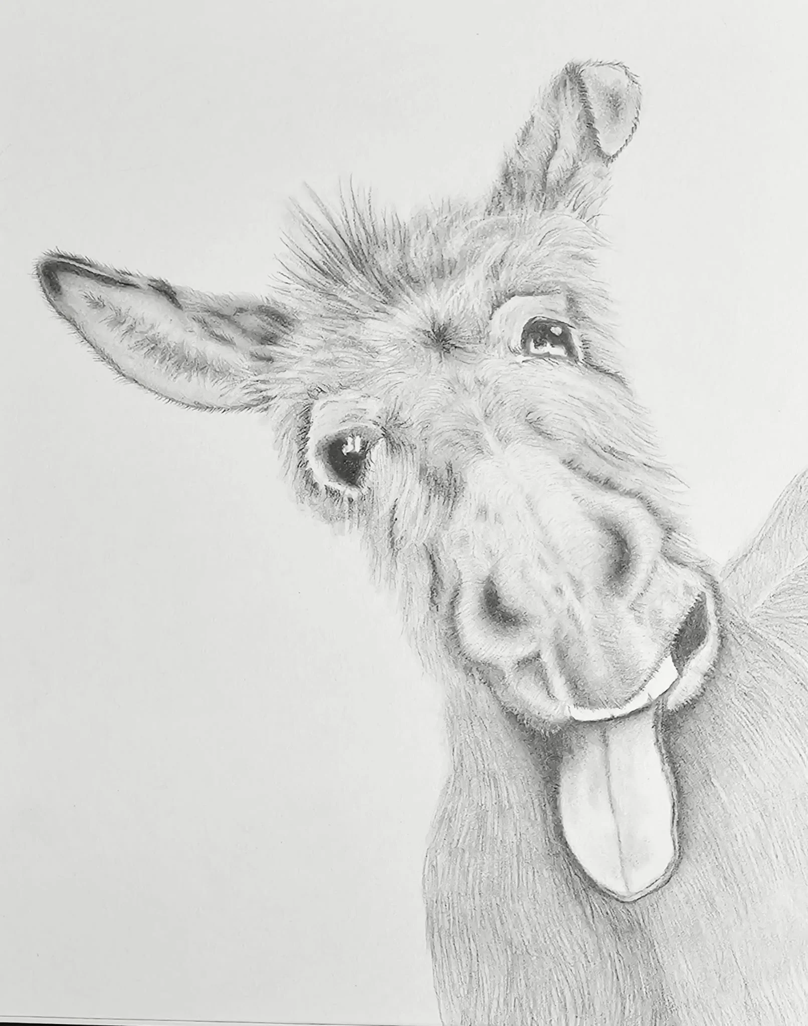 A detailed pencil drawing of a happy goat with big eyes, one ear standing up, and its tongue sticking out.