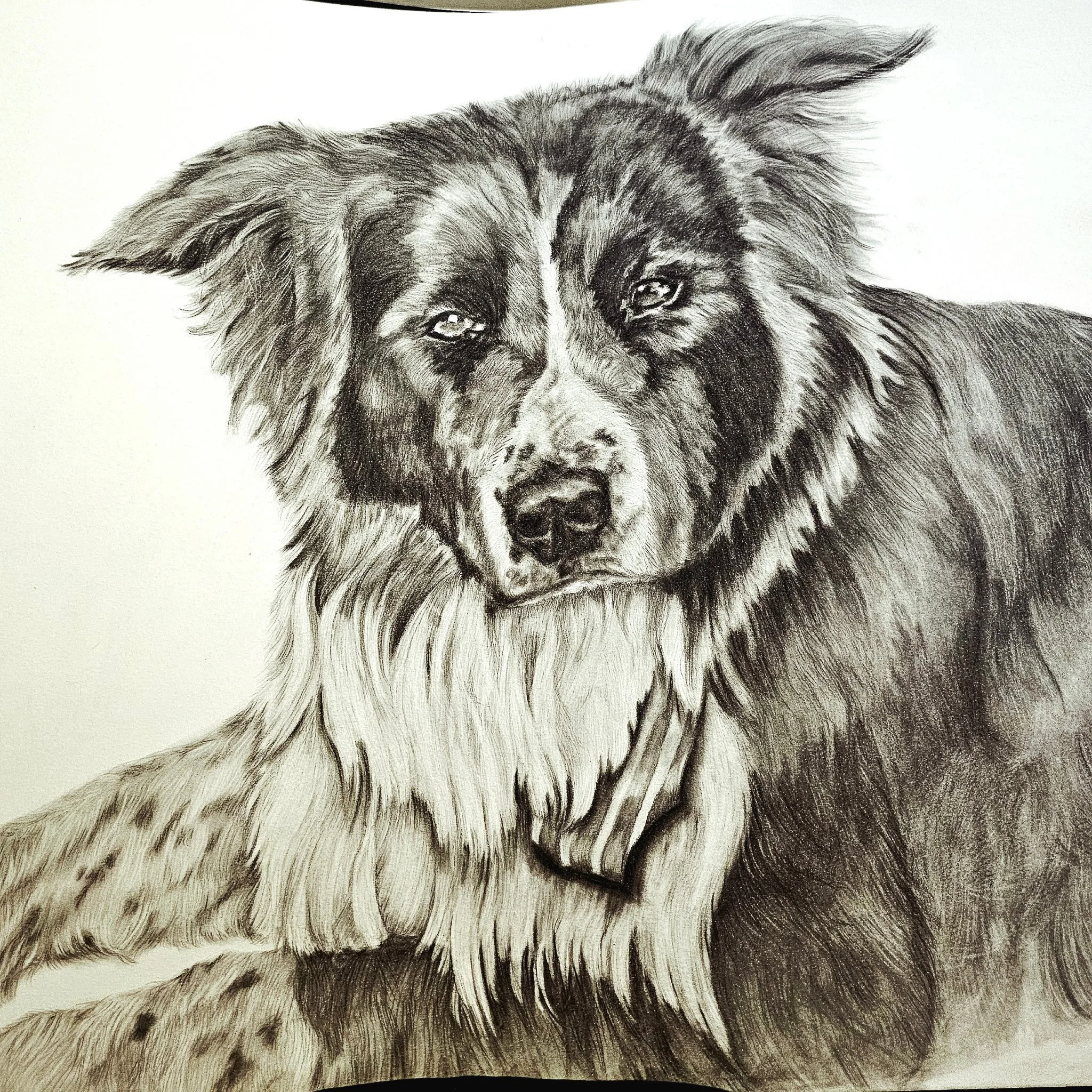 A detailed pencil sketch of a dog, likely a Border Collie mix, with a focused expression, detailed fur, and expressive eyes on a plain background.