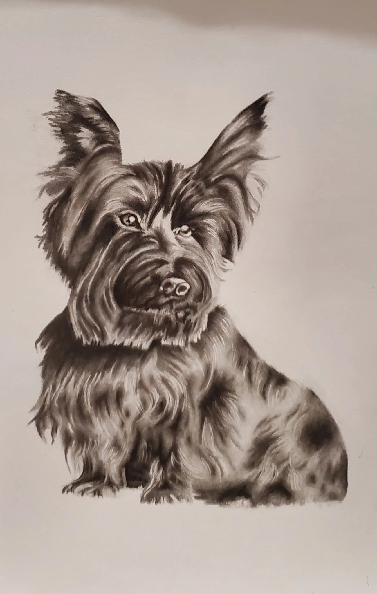 A realistic black and white drawing of a small dog with long fur, standing and facing slightly to the left.
