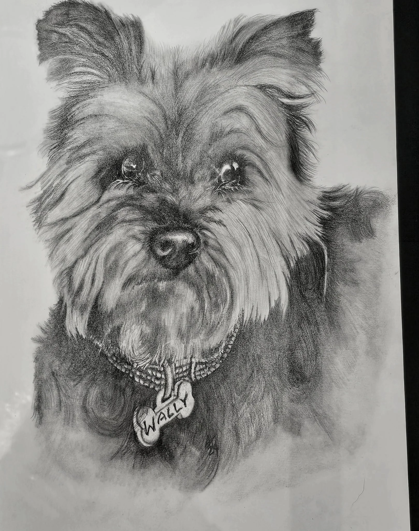 Detailed pencil drawing of a dog with a tag reading 'Wally'