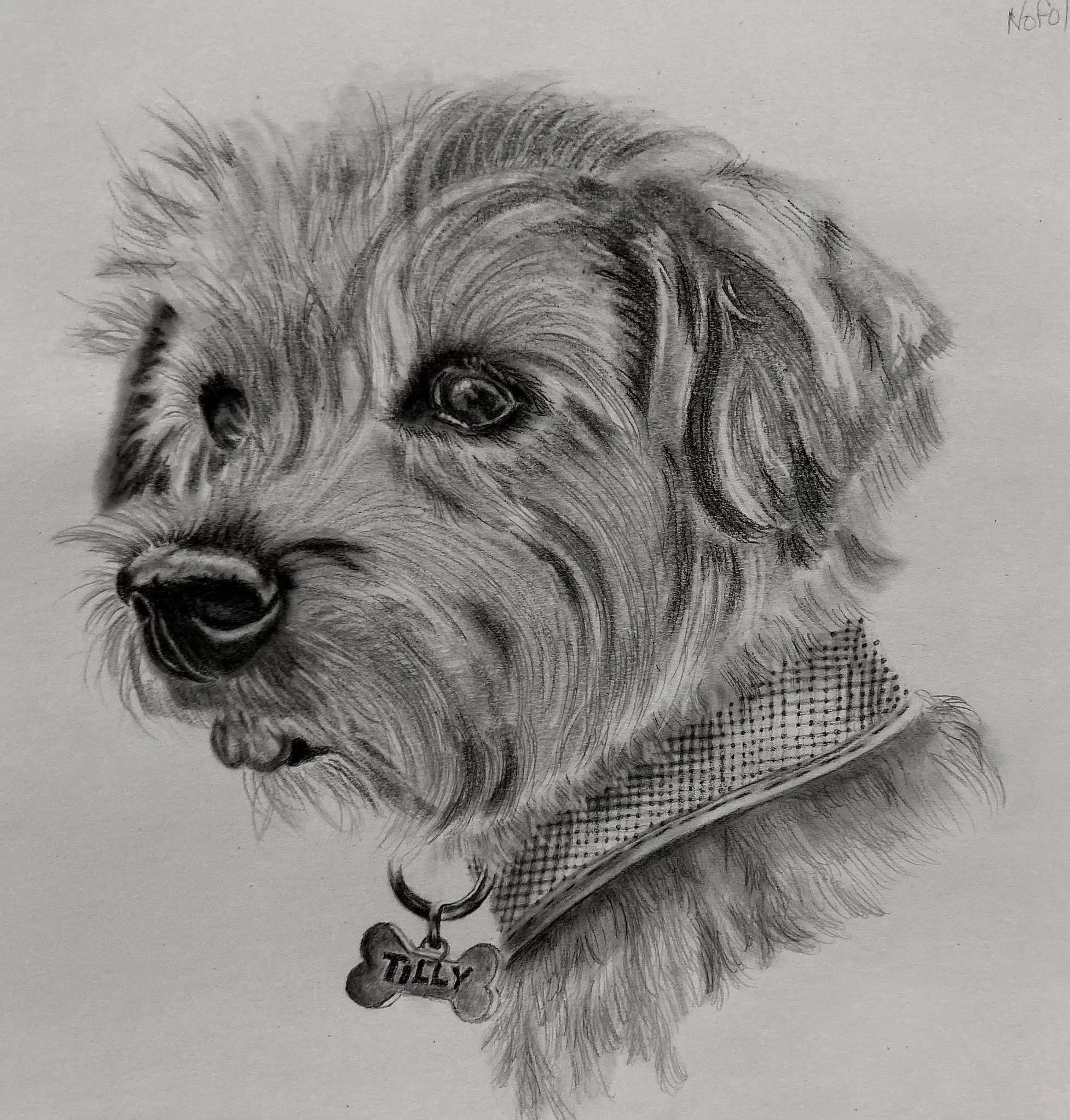 Detailed pencil sketch of a dog with a collar, name tag reading 'Toby', and long fur.