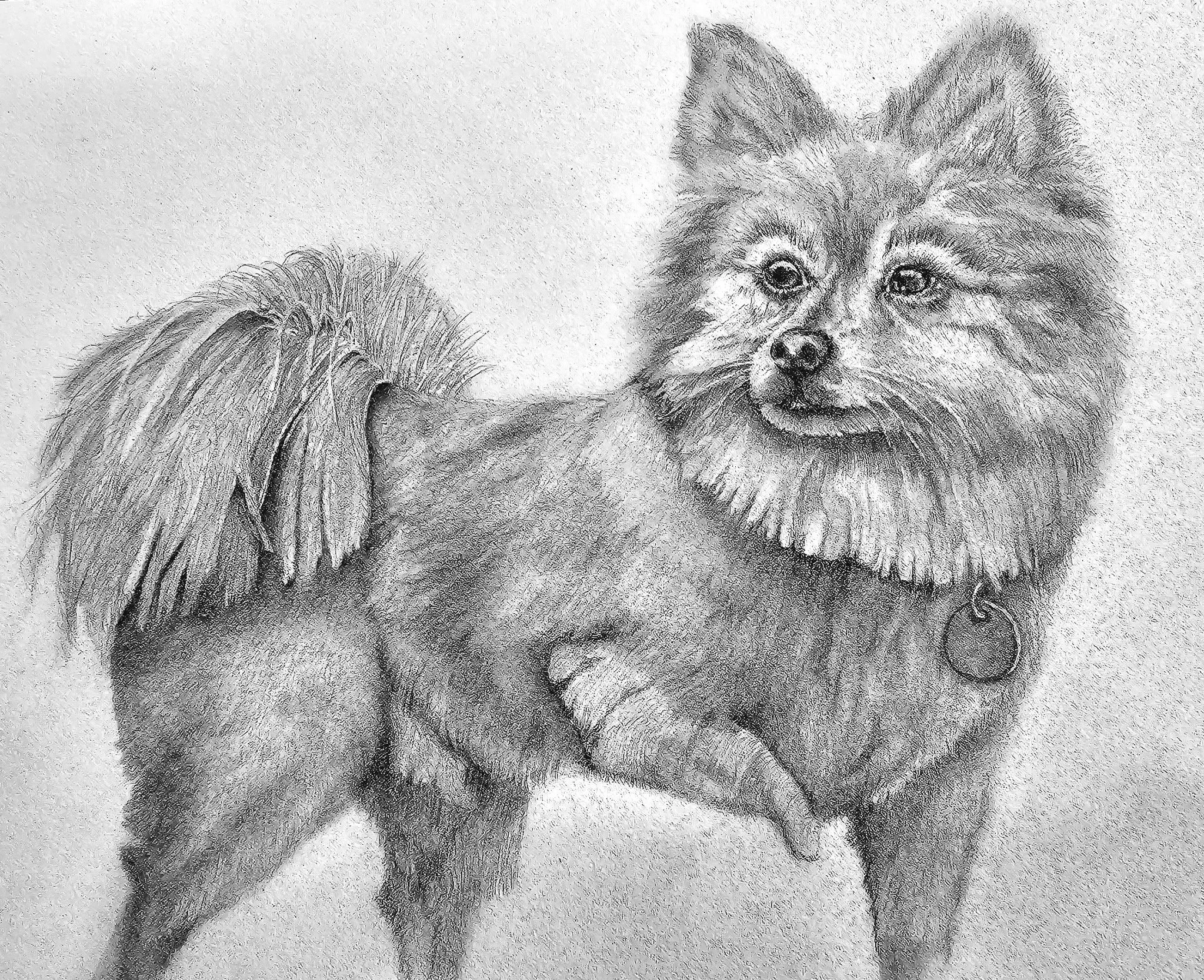A pencil drawing of a mixed breed dog with a fluffy tail, fluffy coat, and a happy expression, wearing a collar with a round tag.