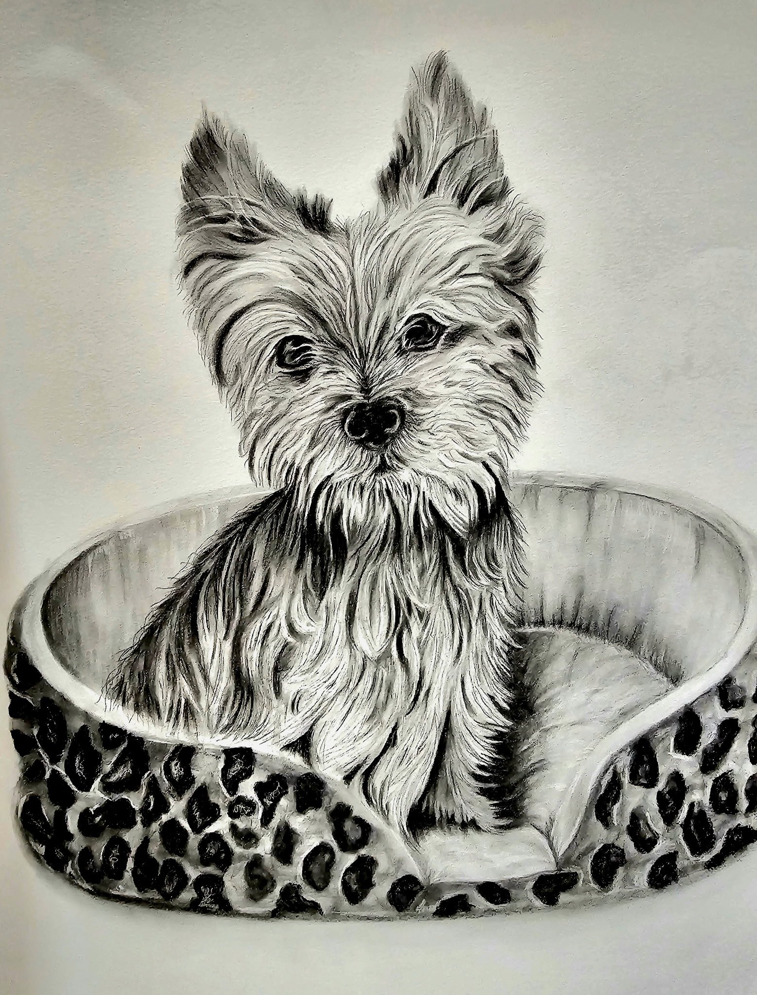 Black and white drawing of a small dog sitting inside a leopard print pet bed, looking directly forward.