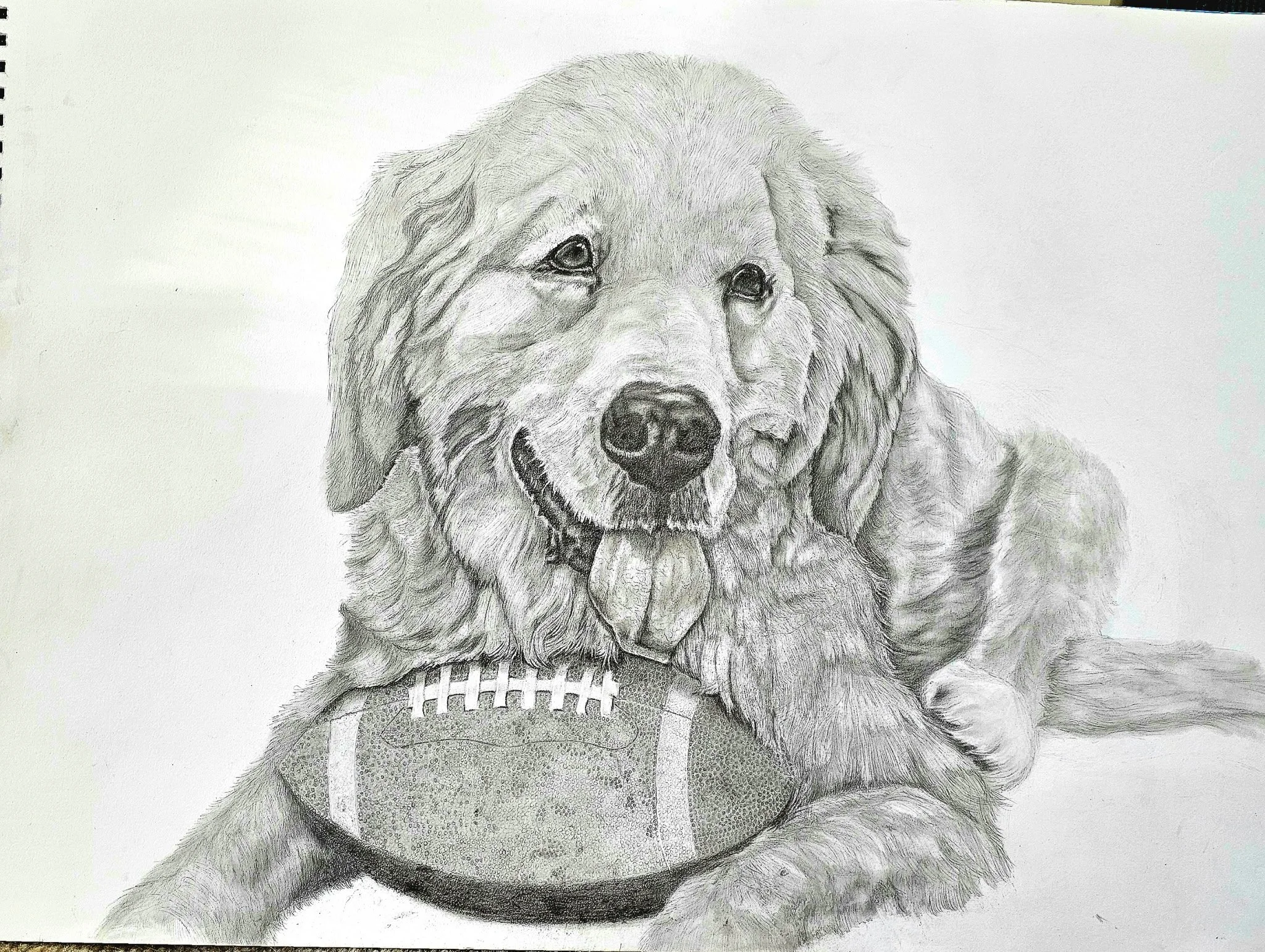 A realistic pencil sketch of a Golden Retriever dog with a football in front of its paws.