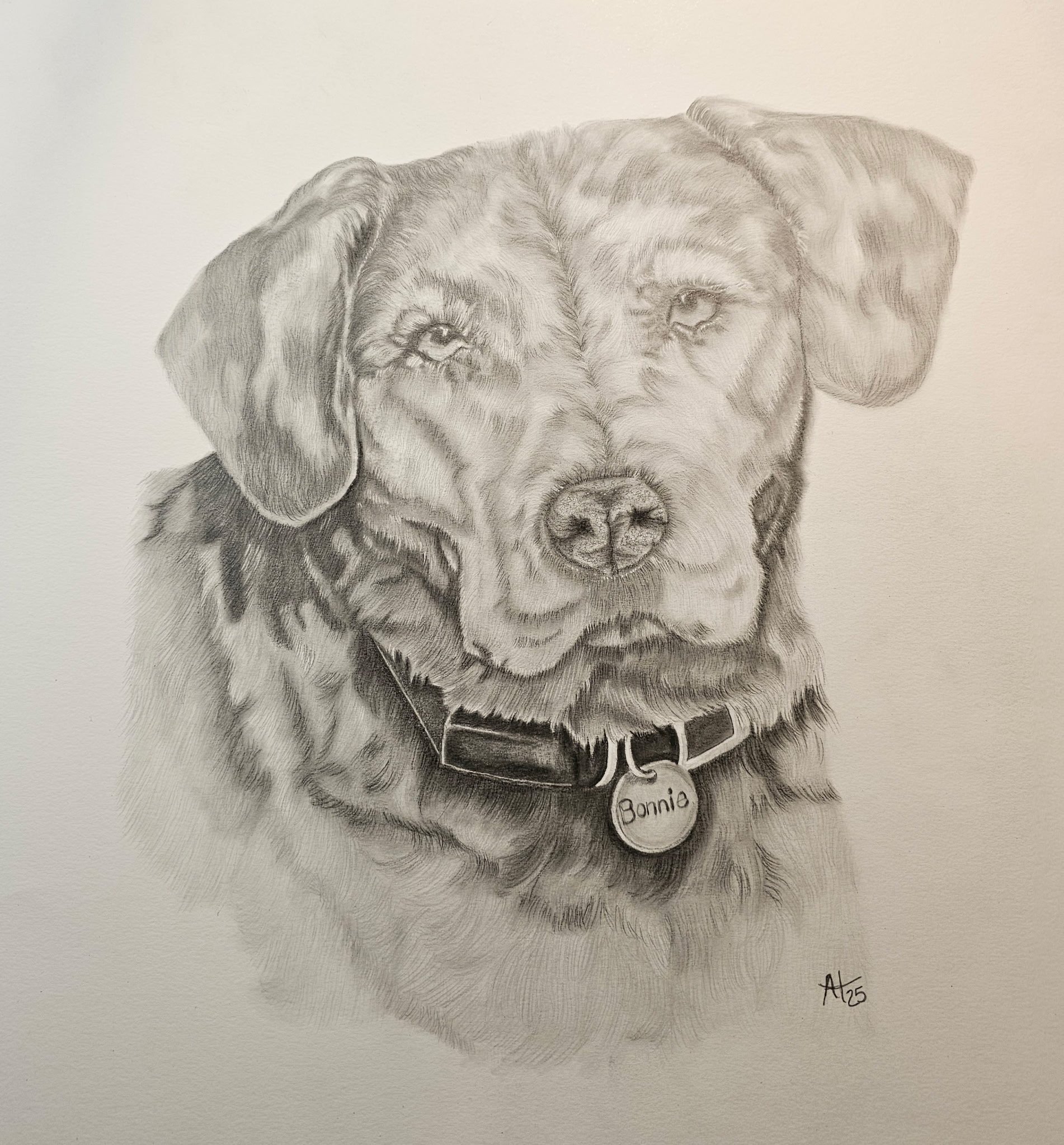 A detailed pencil drawing of a dog with a collar and a tag that reads 'Bonnie'.