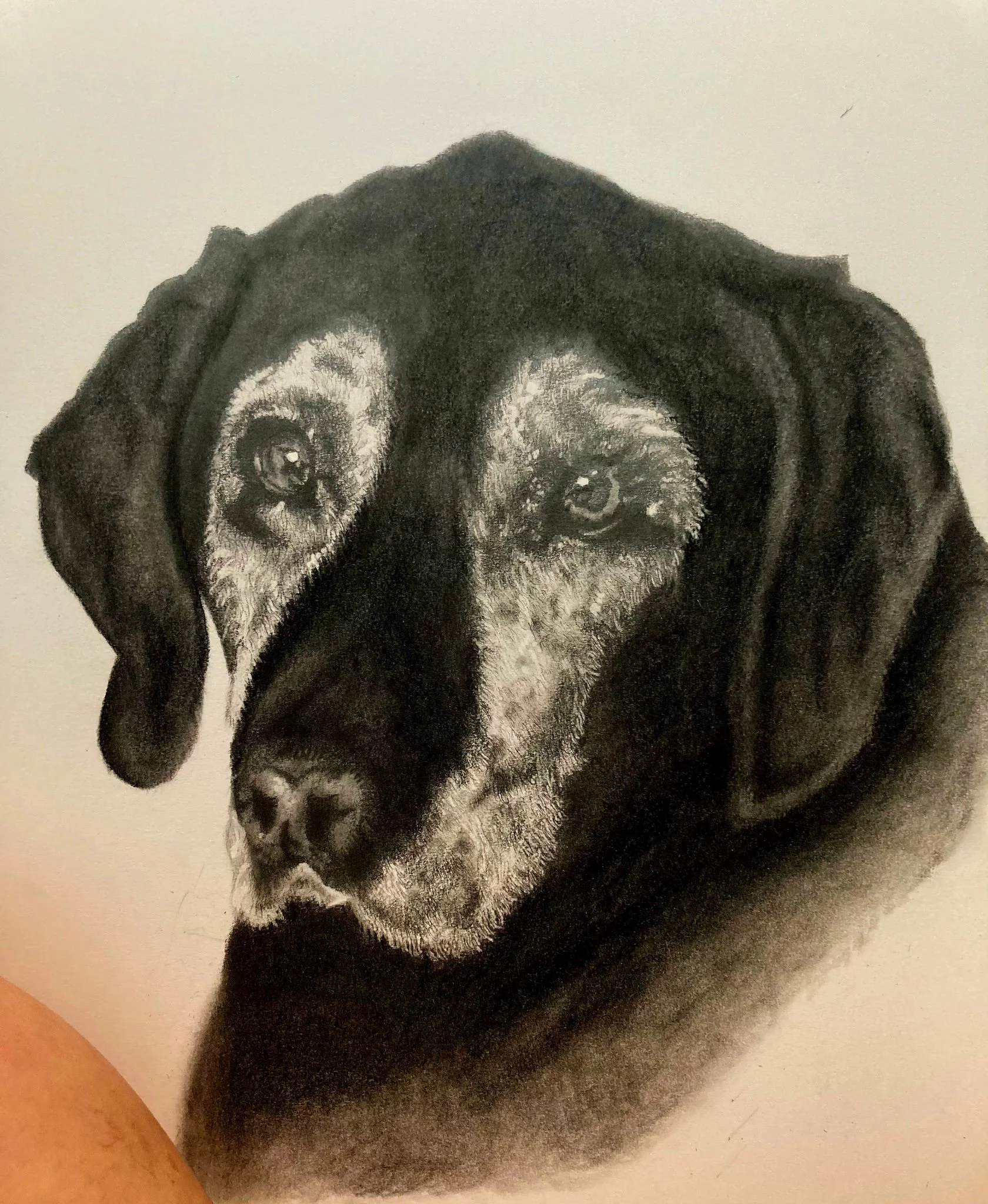 A detailed pencil drawing of a black and tan Labrador retriever's face, showing expressive eyes, floppy ears, and realistic fur texture.