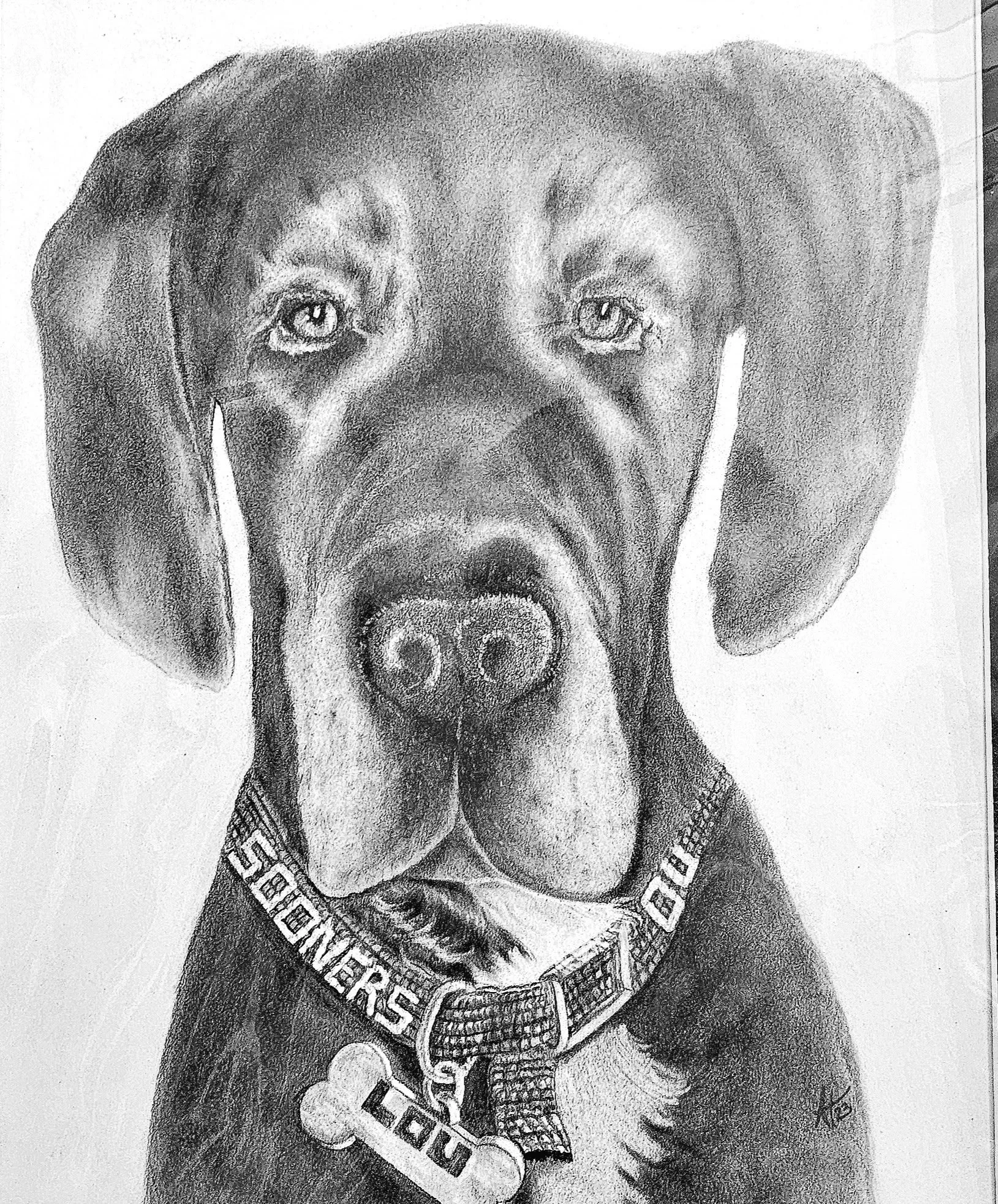 Black and white pencil drawing of a dog, possibly a Labrador Retriever, with detailed fur and expressive eyes, wearing a collar with tags and the word 'SCOOBER' on it.