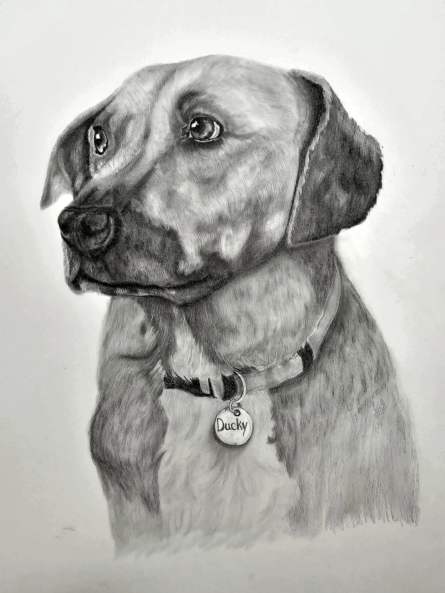 A realistic black and white pencil drawing of a dog with a collar and a name tag that says "Ducky."